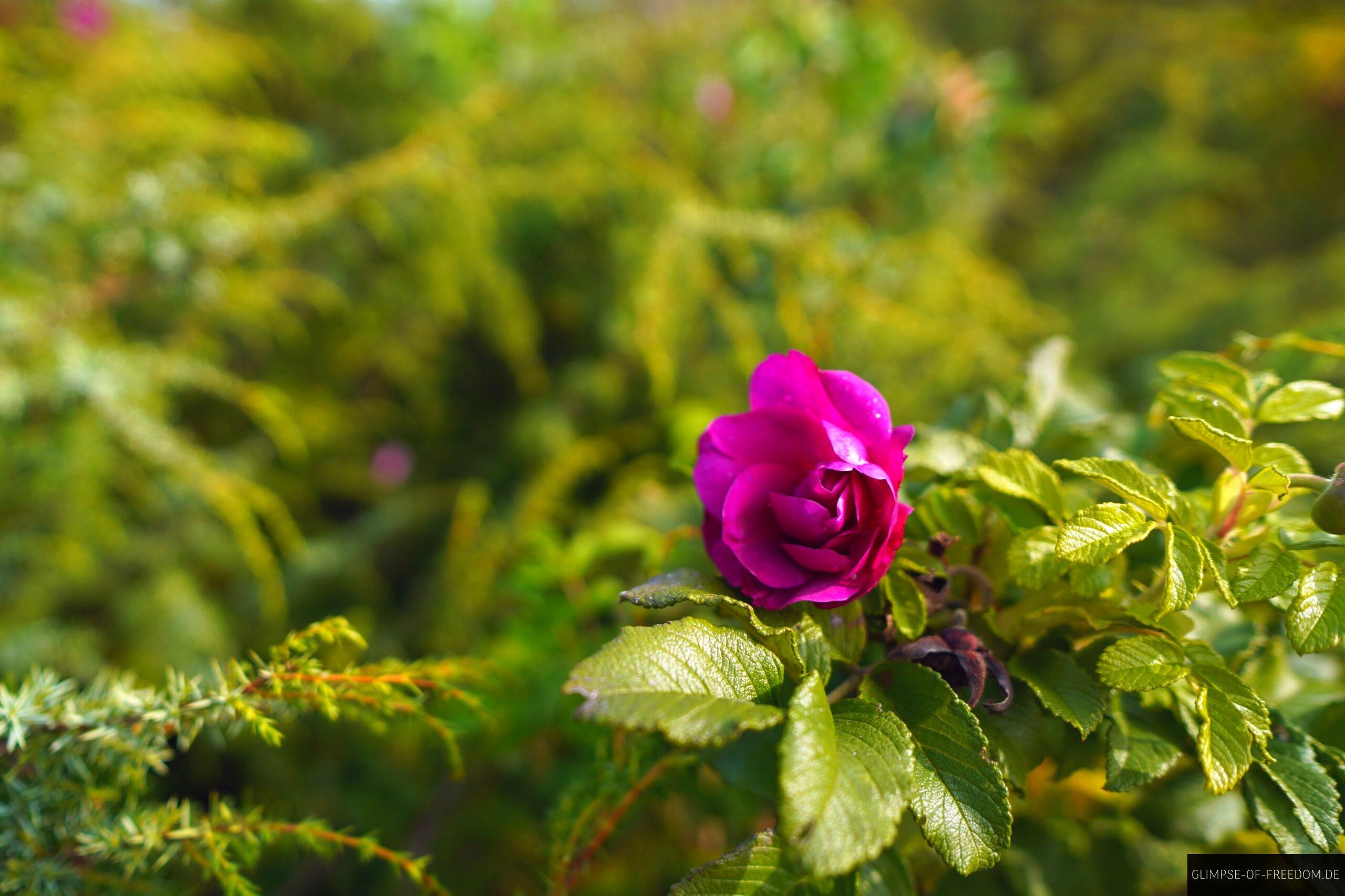 Violette Blume in der Lueneburger Heide scaled Violette Blume in der Lüneburger Heide