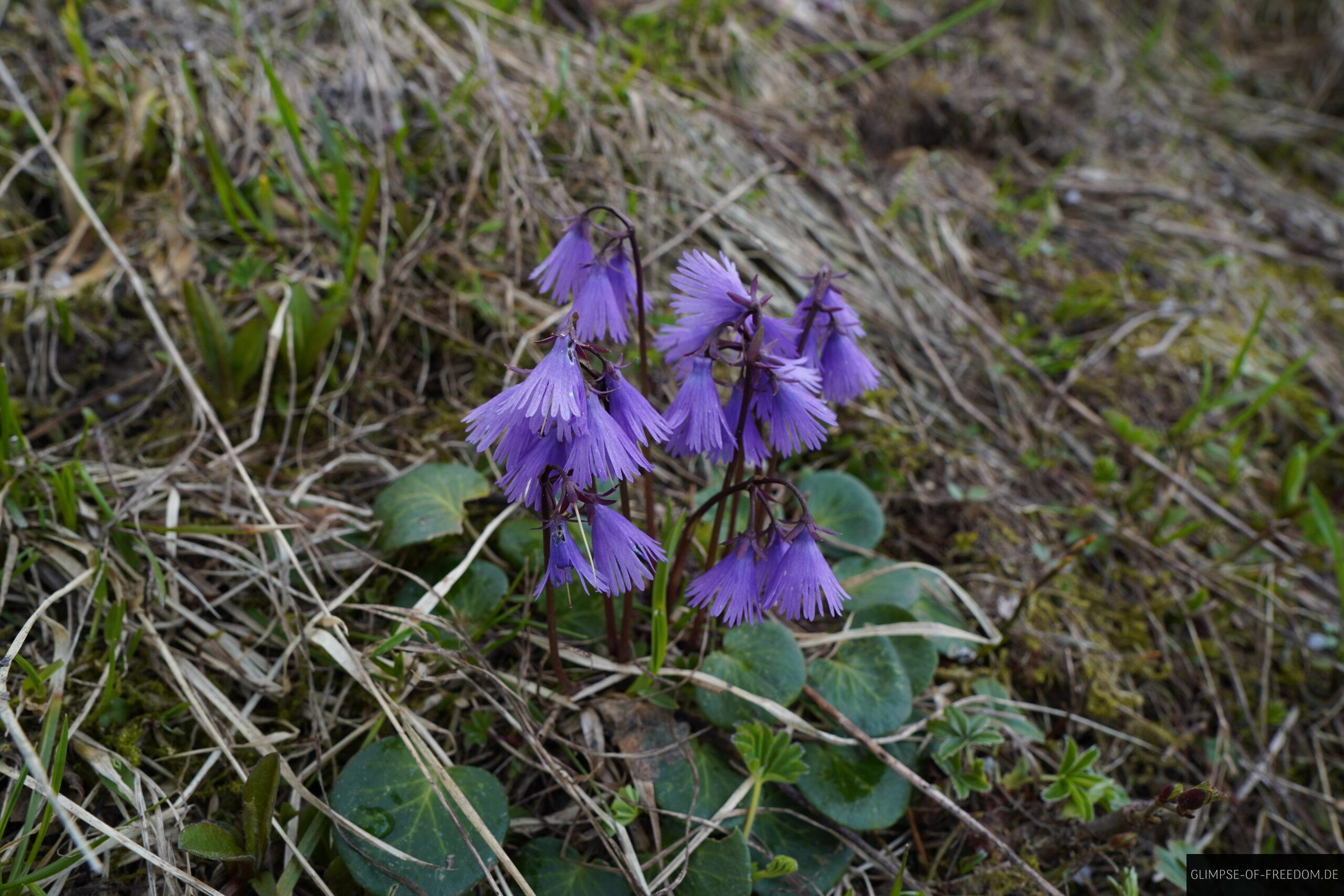 Violette Blumen an der Gehrenspitze scaled Violette Blumen an der Gehrenspitze