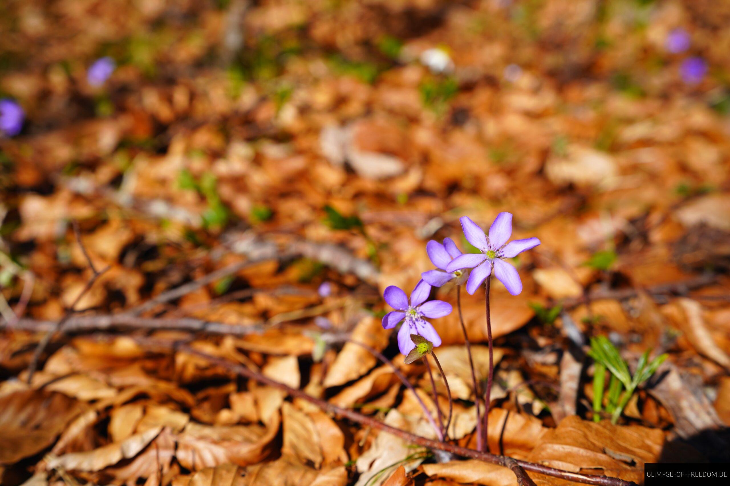 Violette Blumen im Laub scaled Violette Blumen im Laub