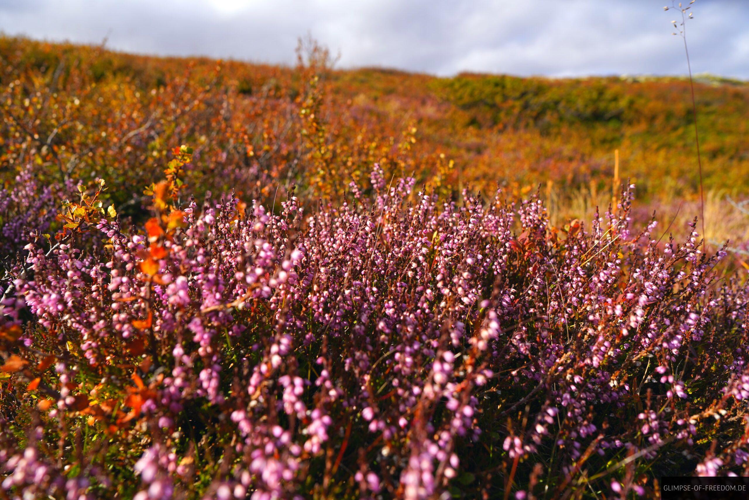 Violette Pflanzen im Hardangervidda Gebiet scaled Violette Pflanzen im Hardangervidda Gebiet