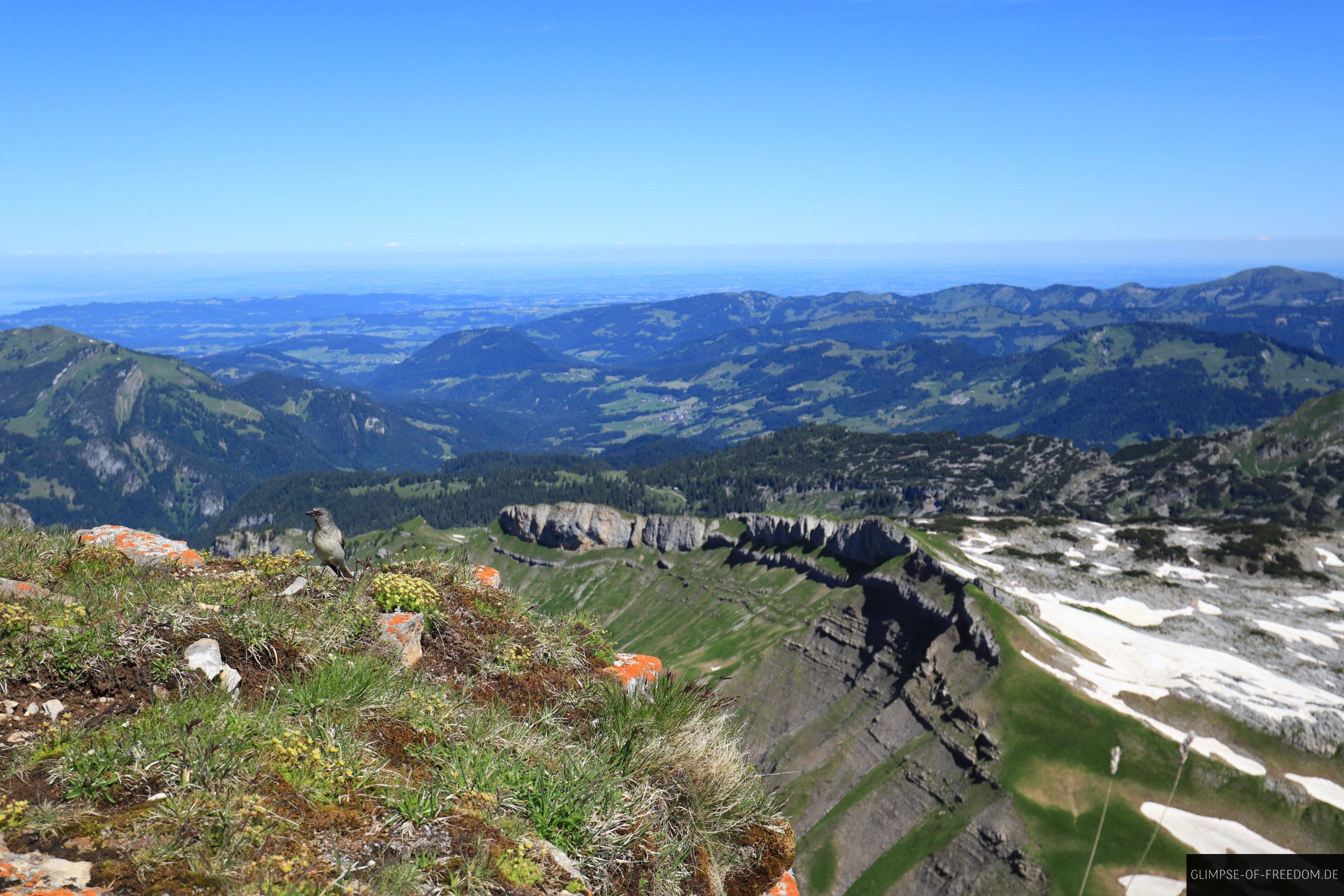 Vogel auf dem Ifen scaled Vogel auf dem Ifen