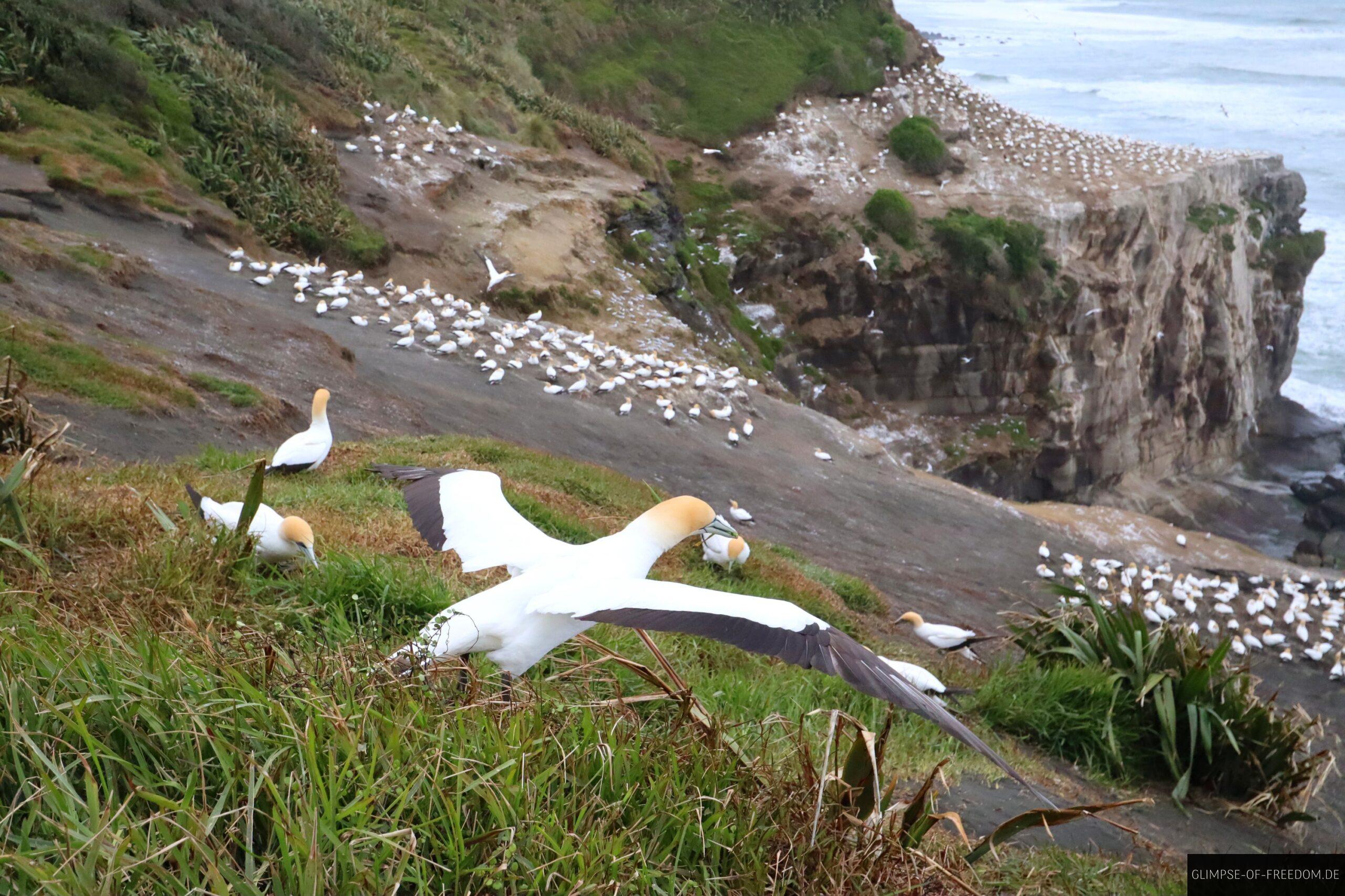 Vogel hebt ab scaled Vogel hebt ab