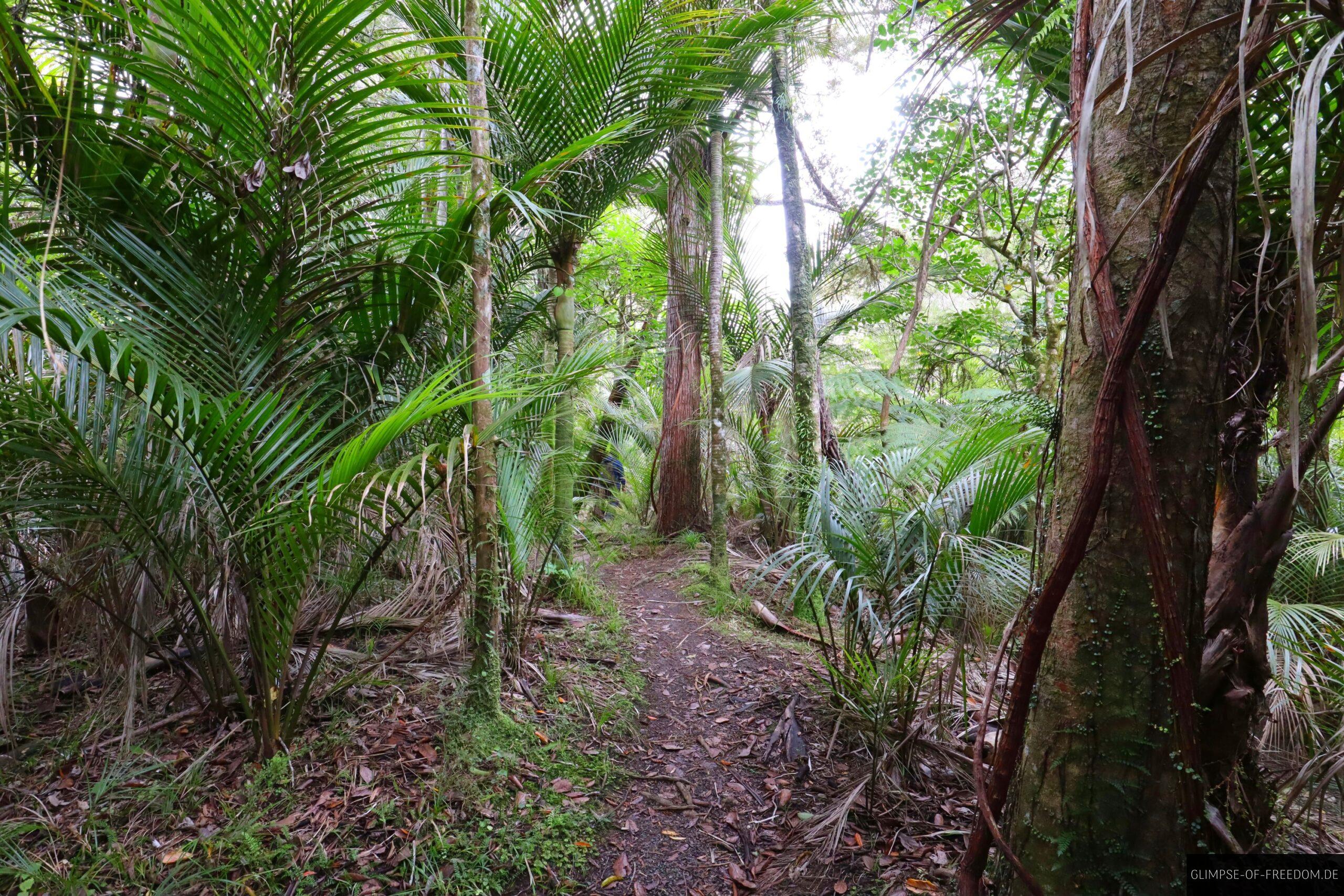 Wairere Bolders Dschungleweg scaled Wairere Bolders Dschungleweg