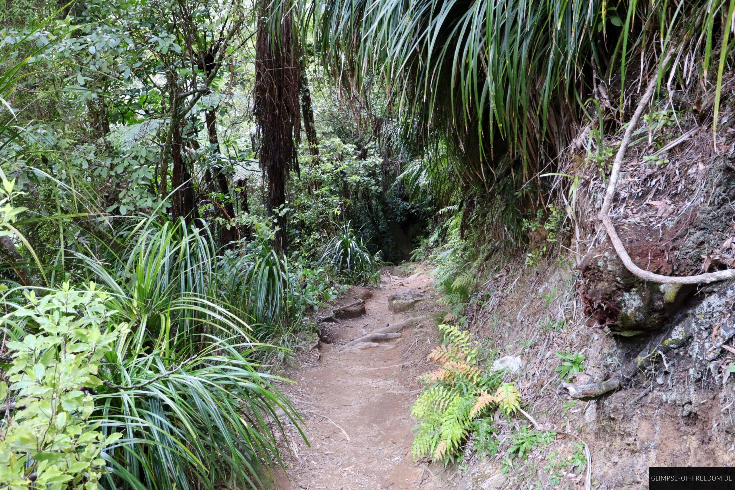 Wairere Falls Walk scaled Wairere Falls Walk