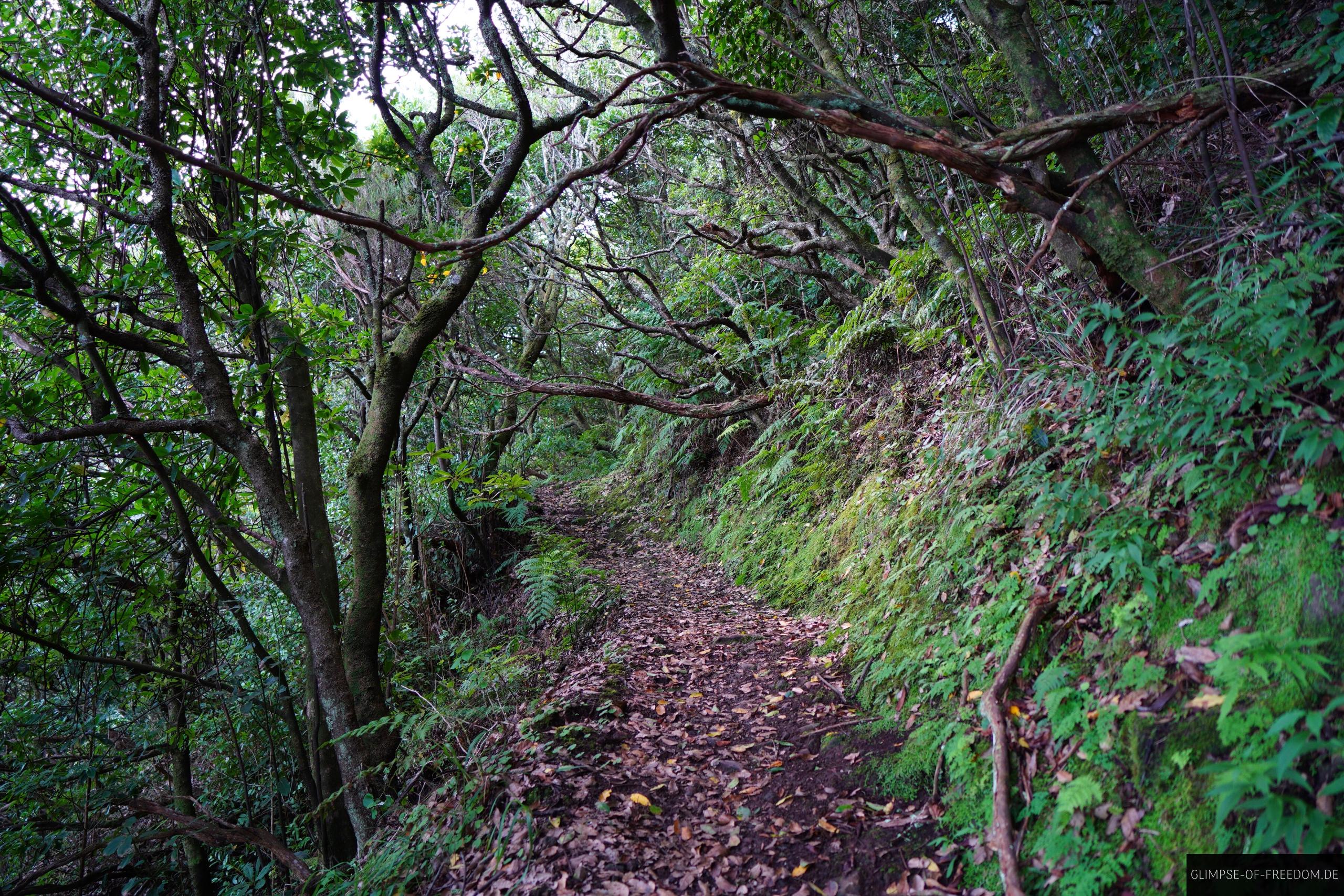 Wald auf der Boca do Risco Rundwanderung Wald auf der Boca do Risco Rundwanderung