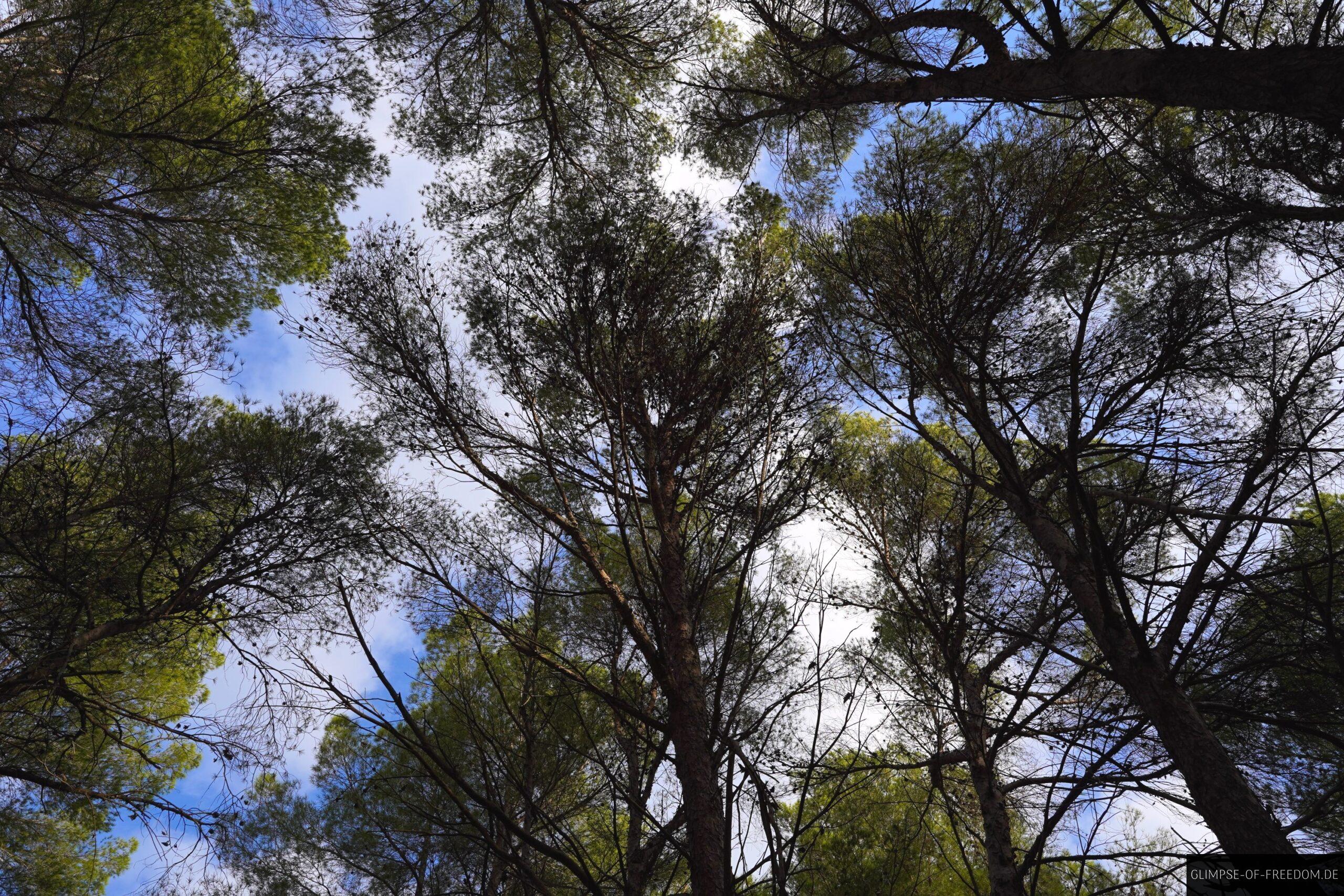Wald bei Sant Elm scaled Wald bei Sant Elm