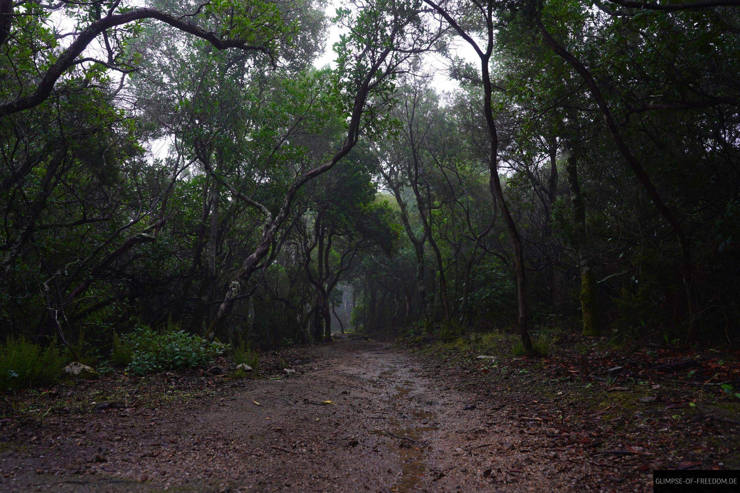 Wald im Regen auf Korsika scaled Wald im Regen auf Korsika