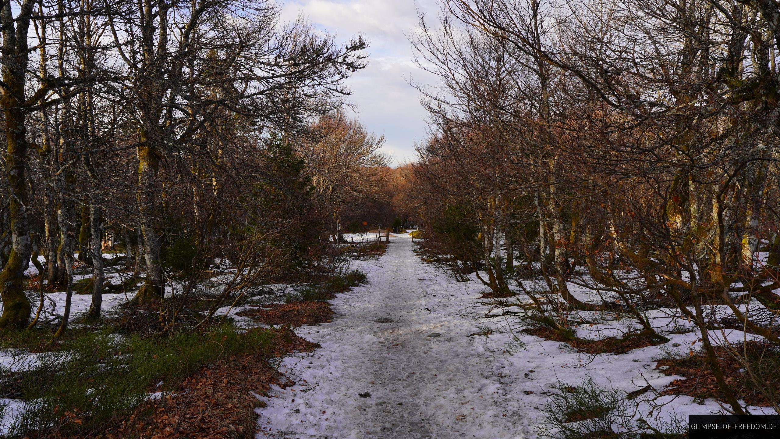Wald weg am Sentir des Roches Waldweg am Sentir des Roches