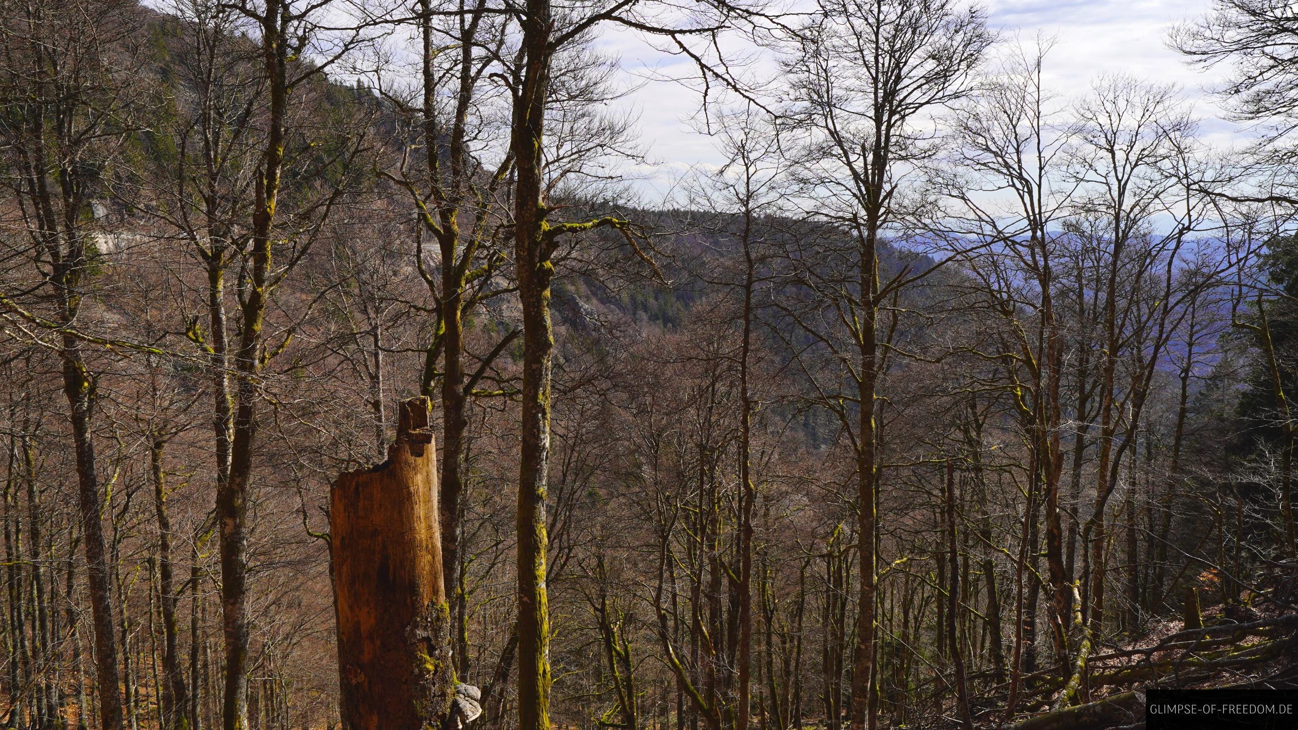 Wald weg bei Col de la Schlucht Waldweg bei Col de la Schlucht
