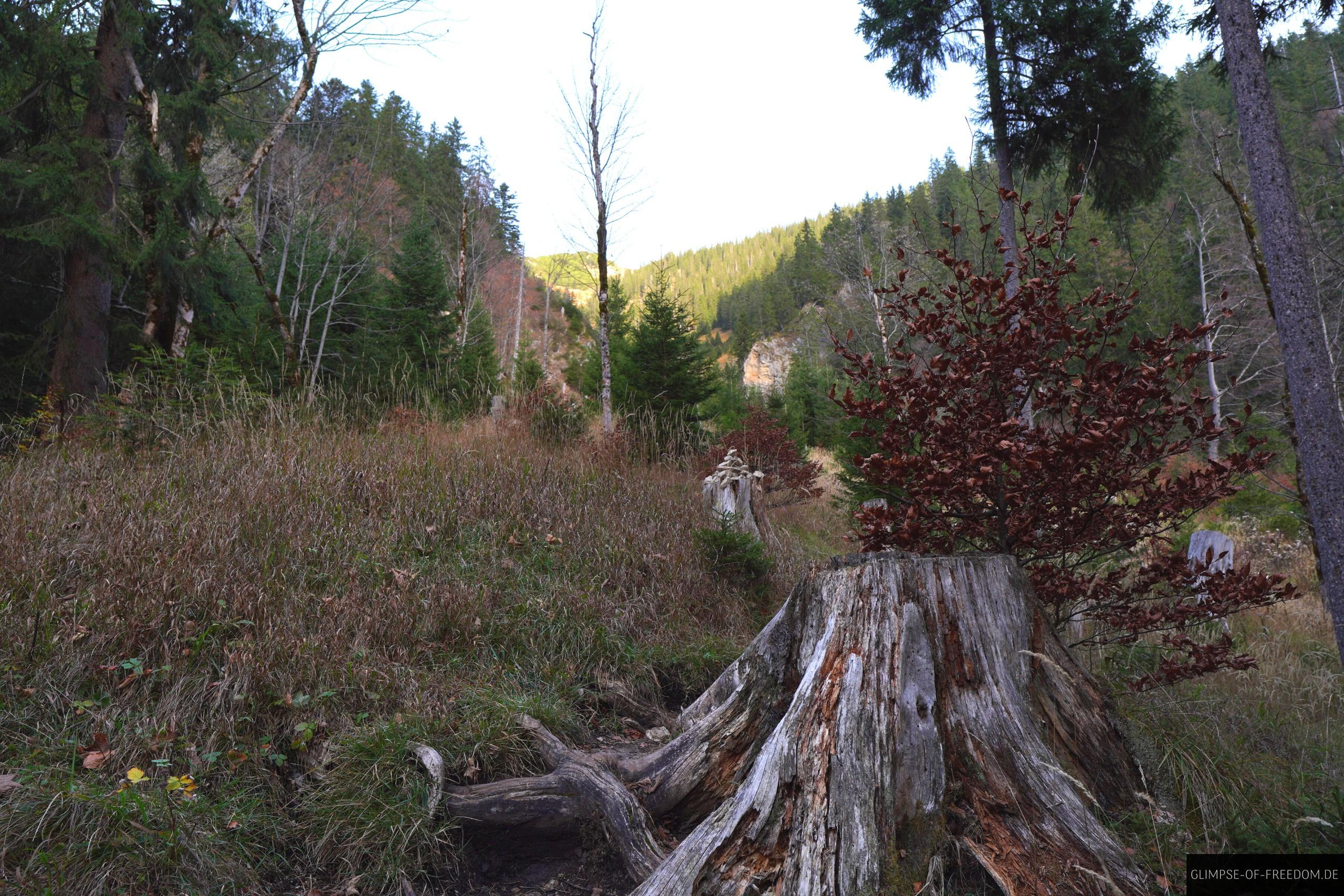 Waldgebiet auf der Scheinbergspitze Wanderung Waldgebiet auf der Scheinbergspitze Wanderung