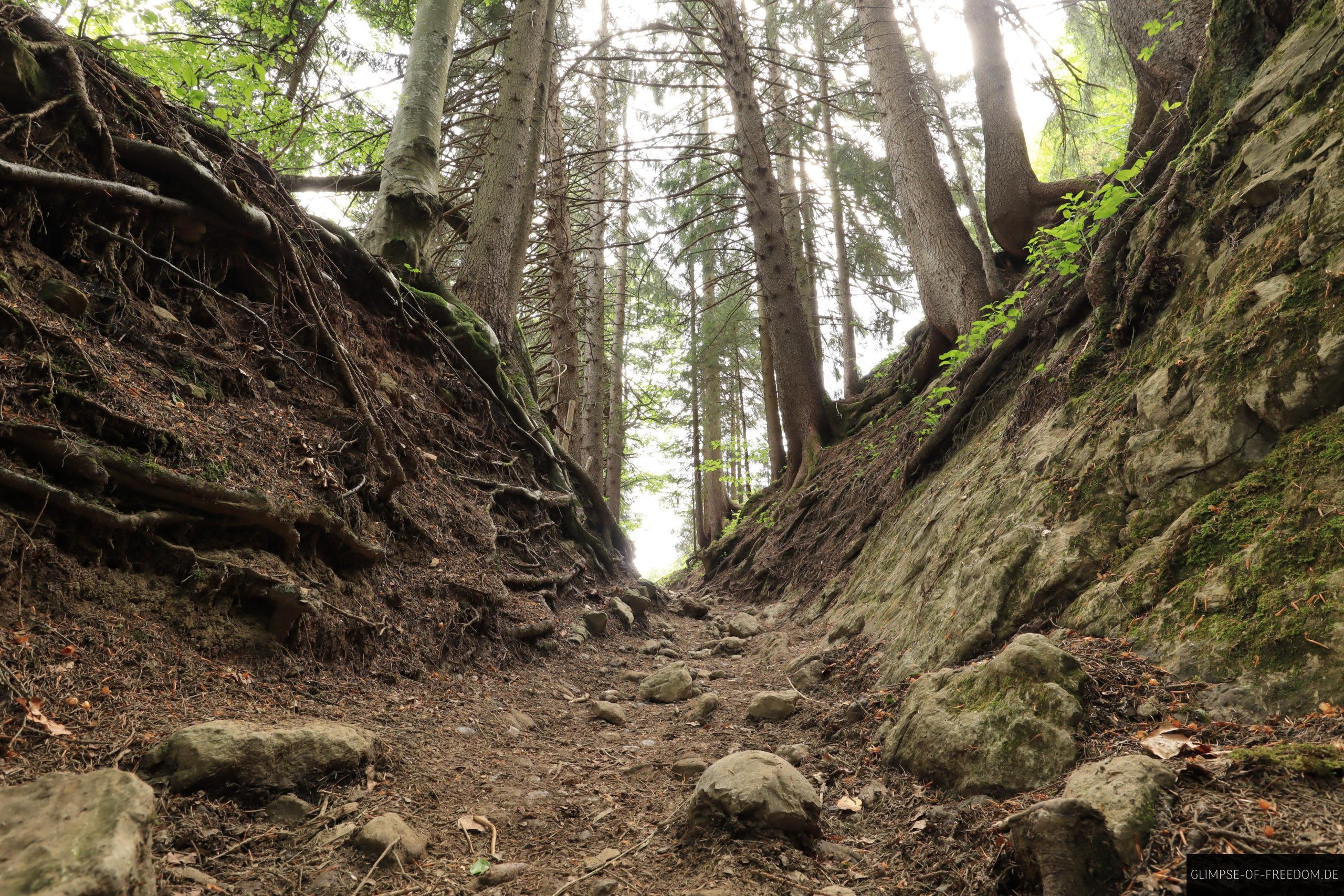 Waldweg am Baerenkoepfle scaled Waldweg am Bärenköpfle