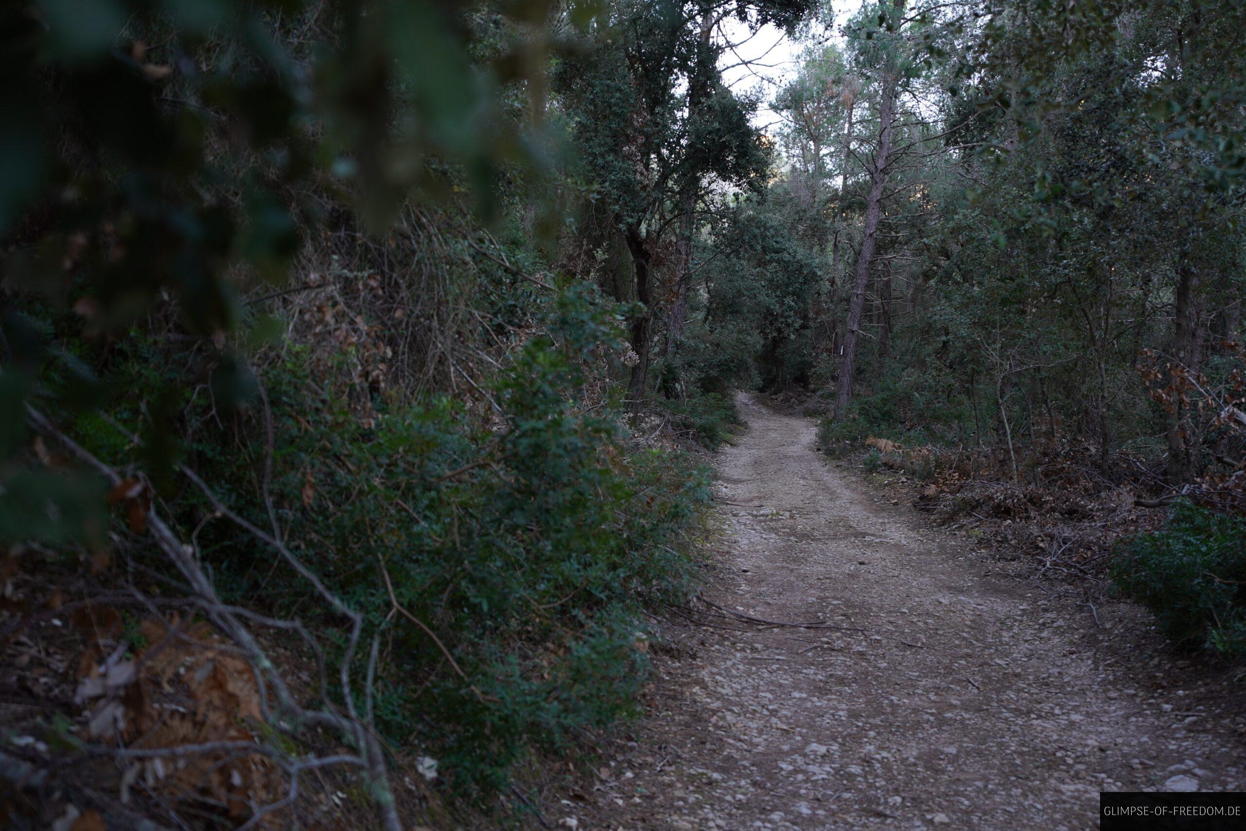 Waldweg am Coll de sa Bataia scaled Waldweg am Coll de sa Bataia
