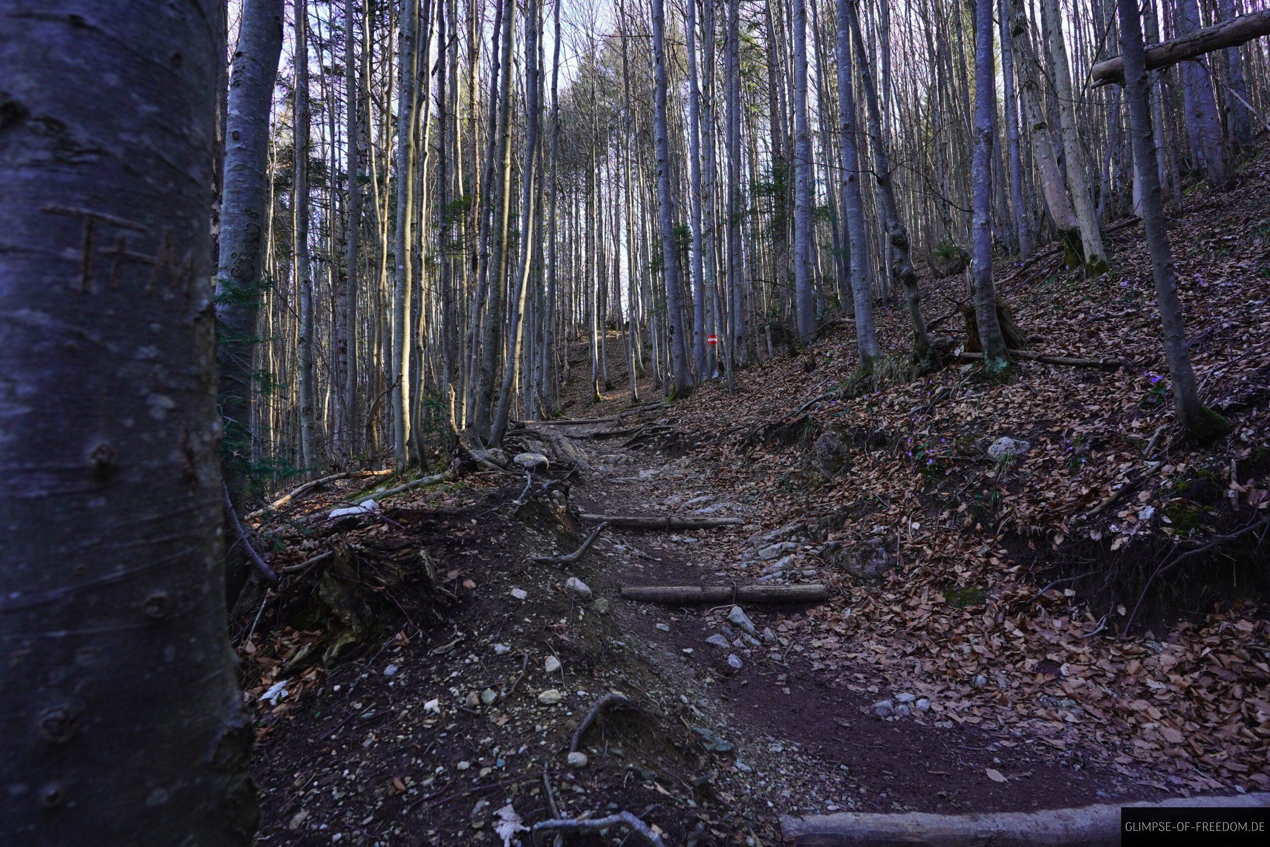 Waldweg am Jochberg scaled Waldweg am Jochberg