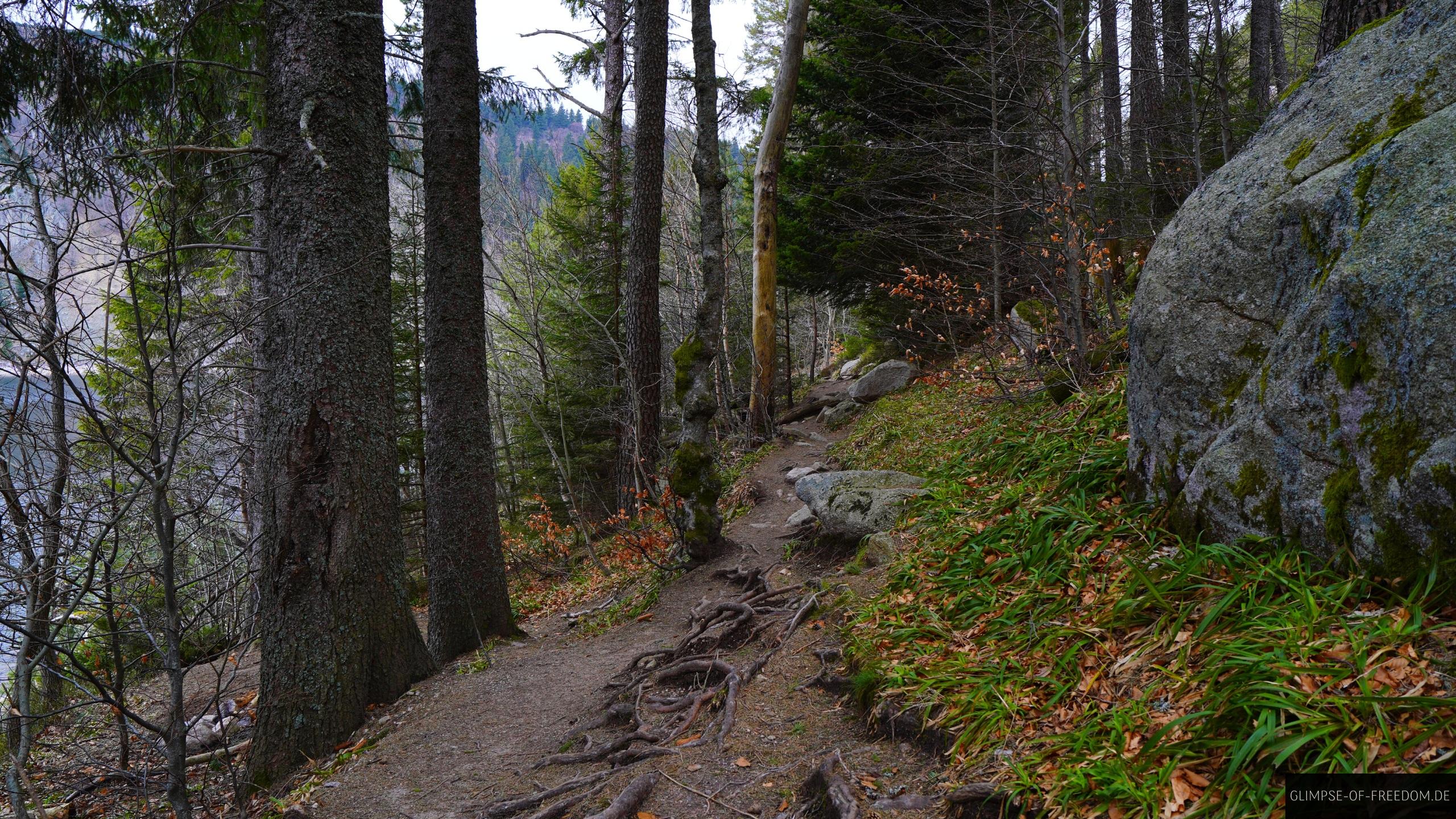 Waldweg am Lac Blanc Waldweg am Lac Blanc