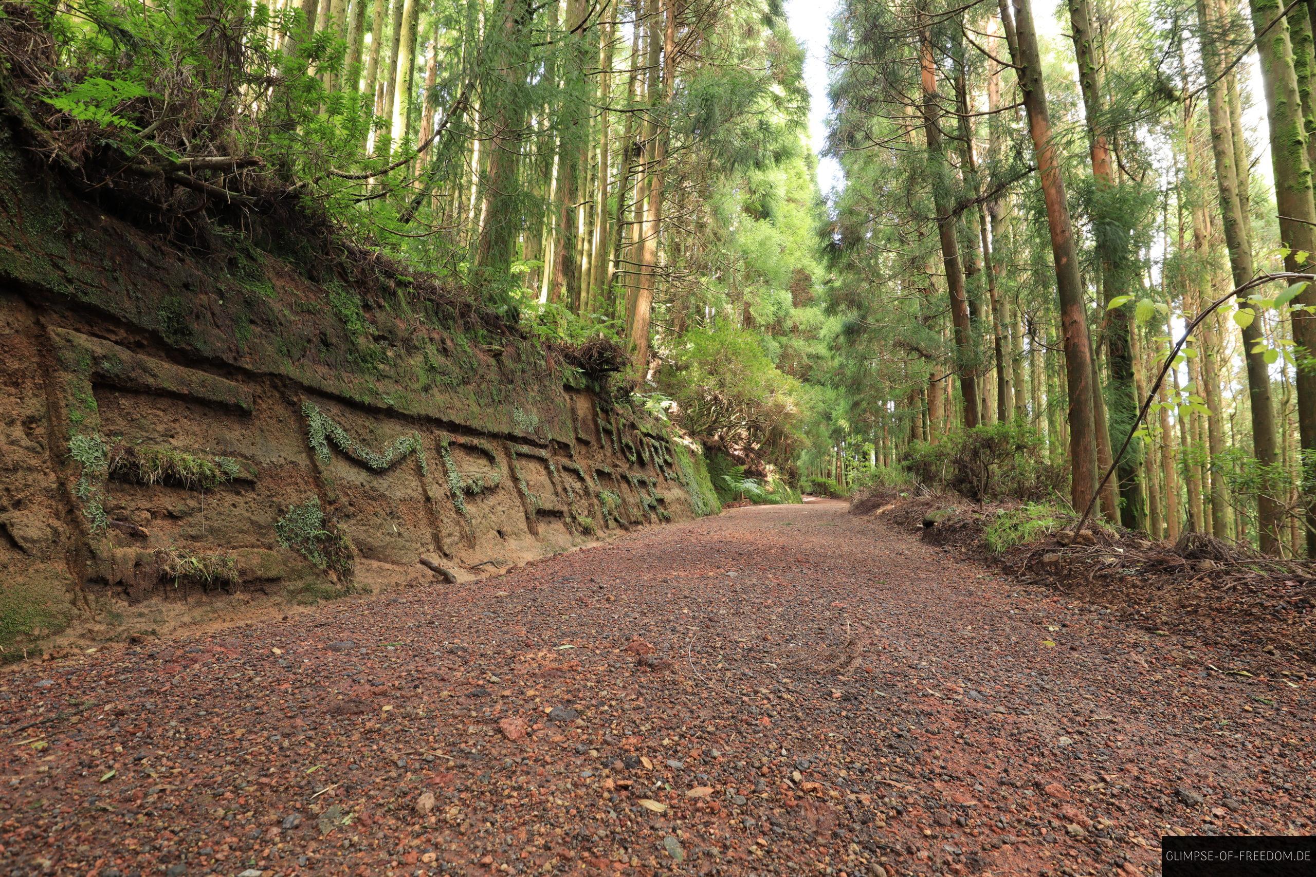 Waldweg am Lagoas das Empadadas scaled Waldweg am Lagoas das Empadadas