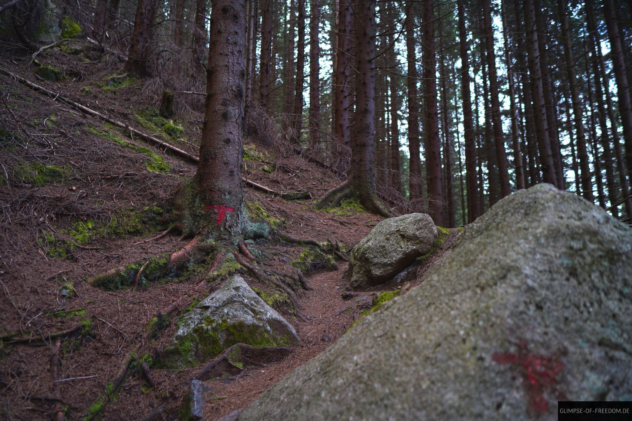 Waldweg am Rossnos scaled Waldweg am Rossnos