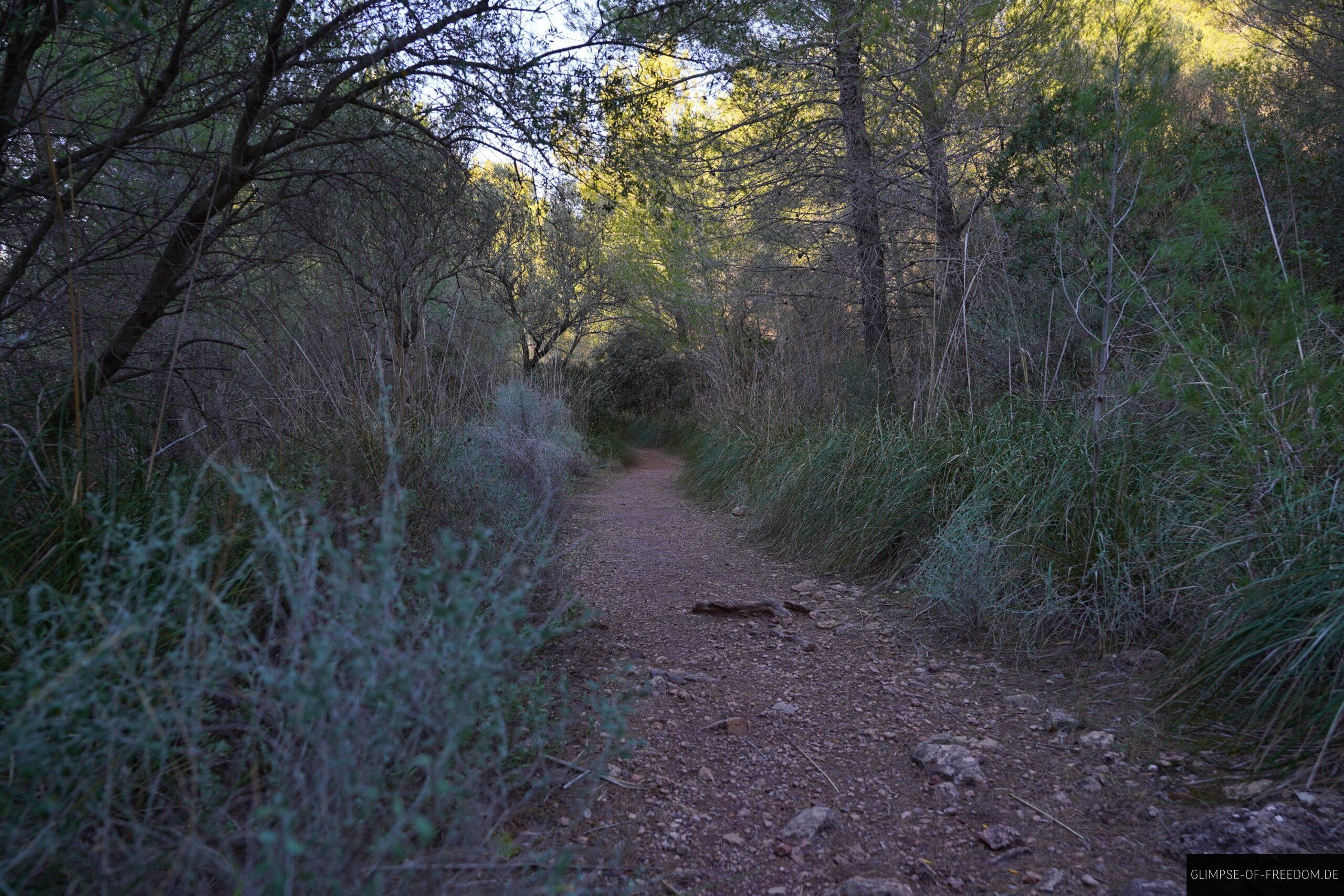 Waldweg am Torre Picada scaled Waldweg am Torre Picada