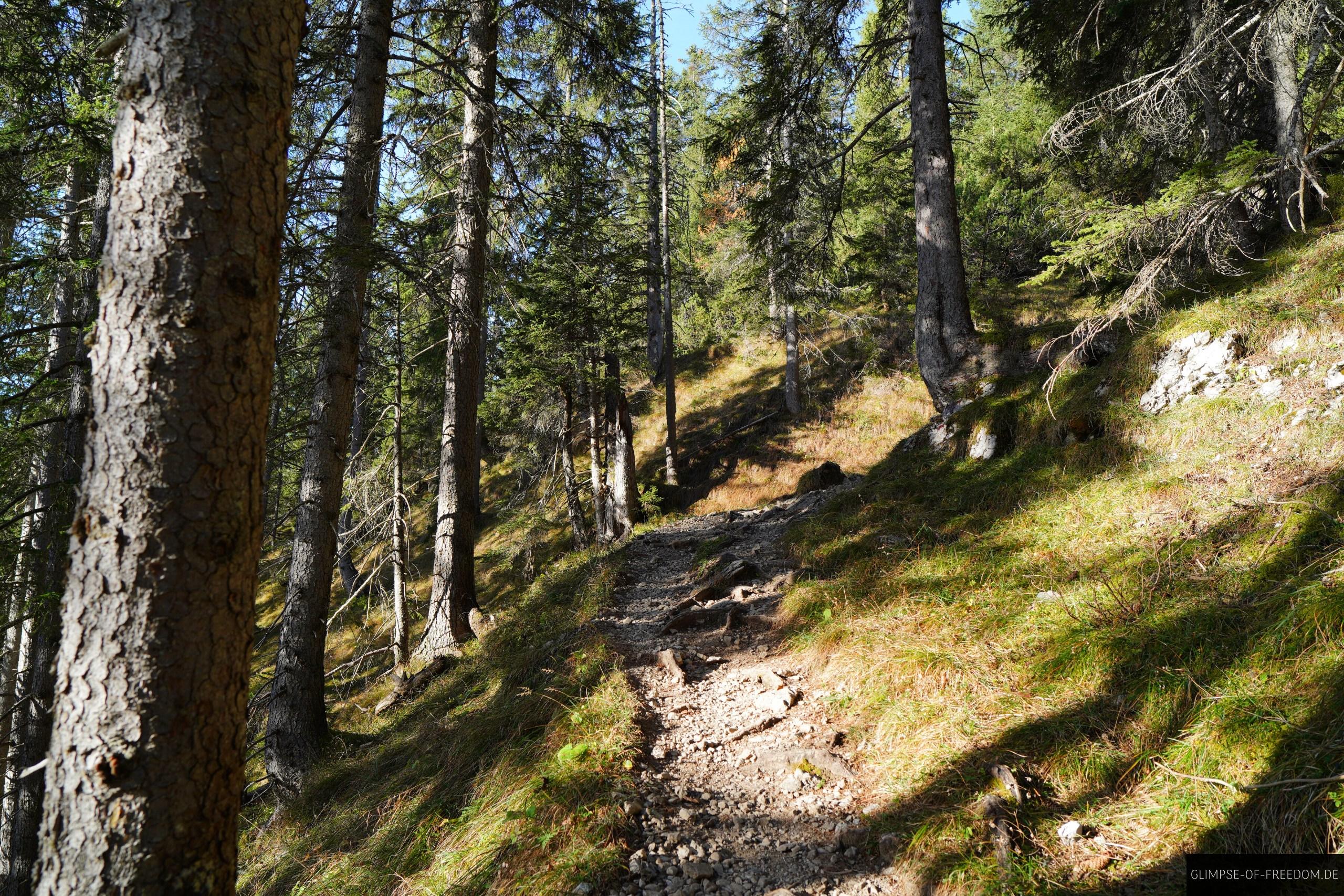 Waldweg bei Berwang Waldweg bei Berwang