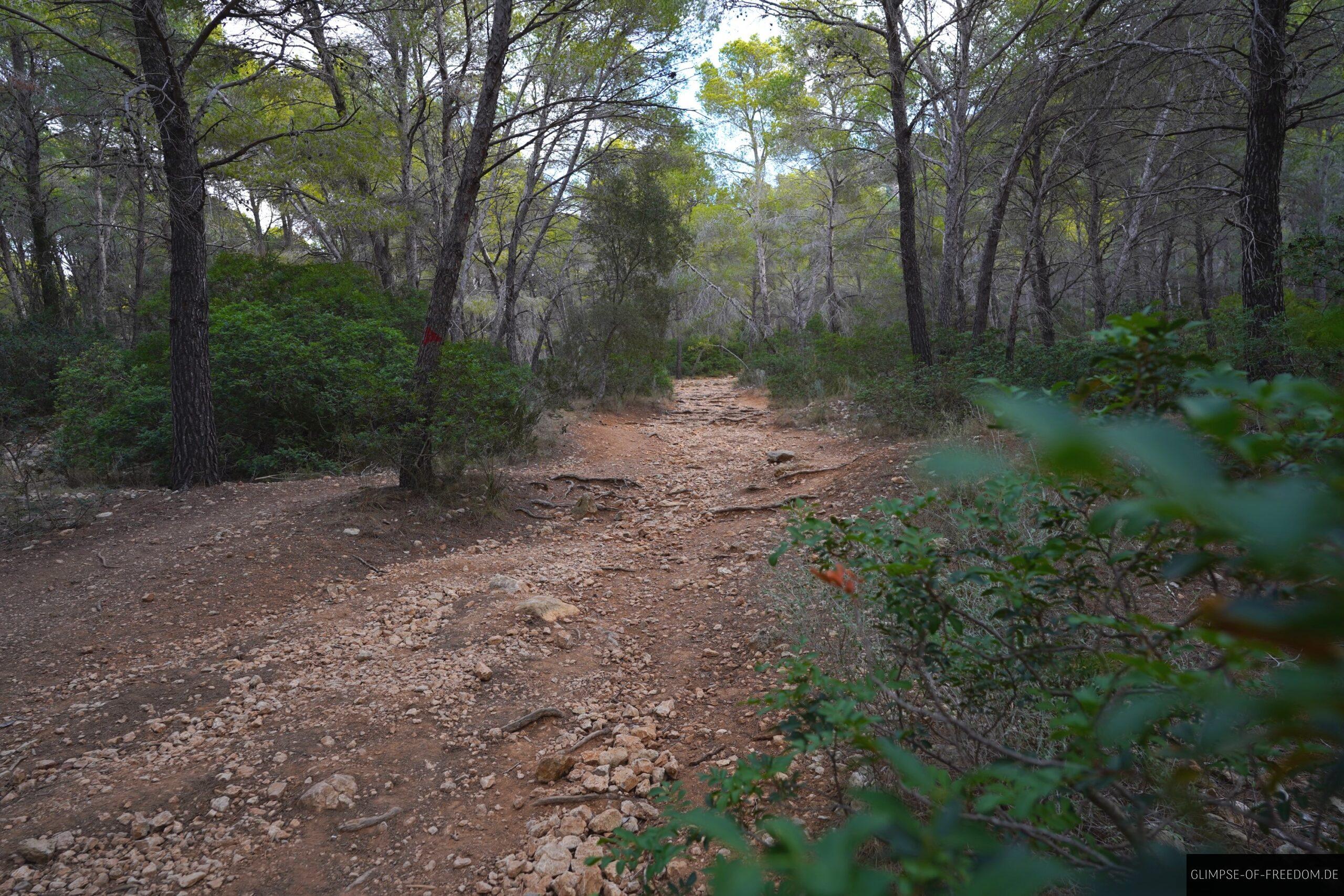 Waldweg bei Sant Elm scaled Waldweg bei Sant Elm