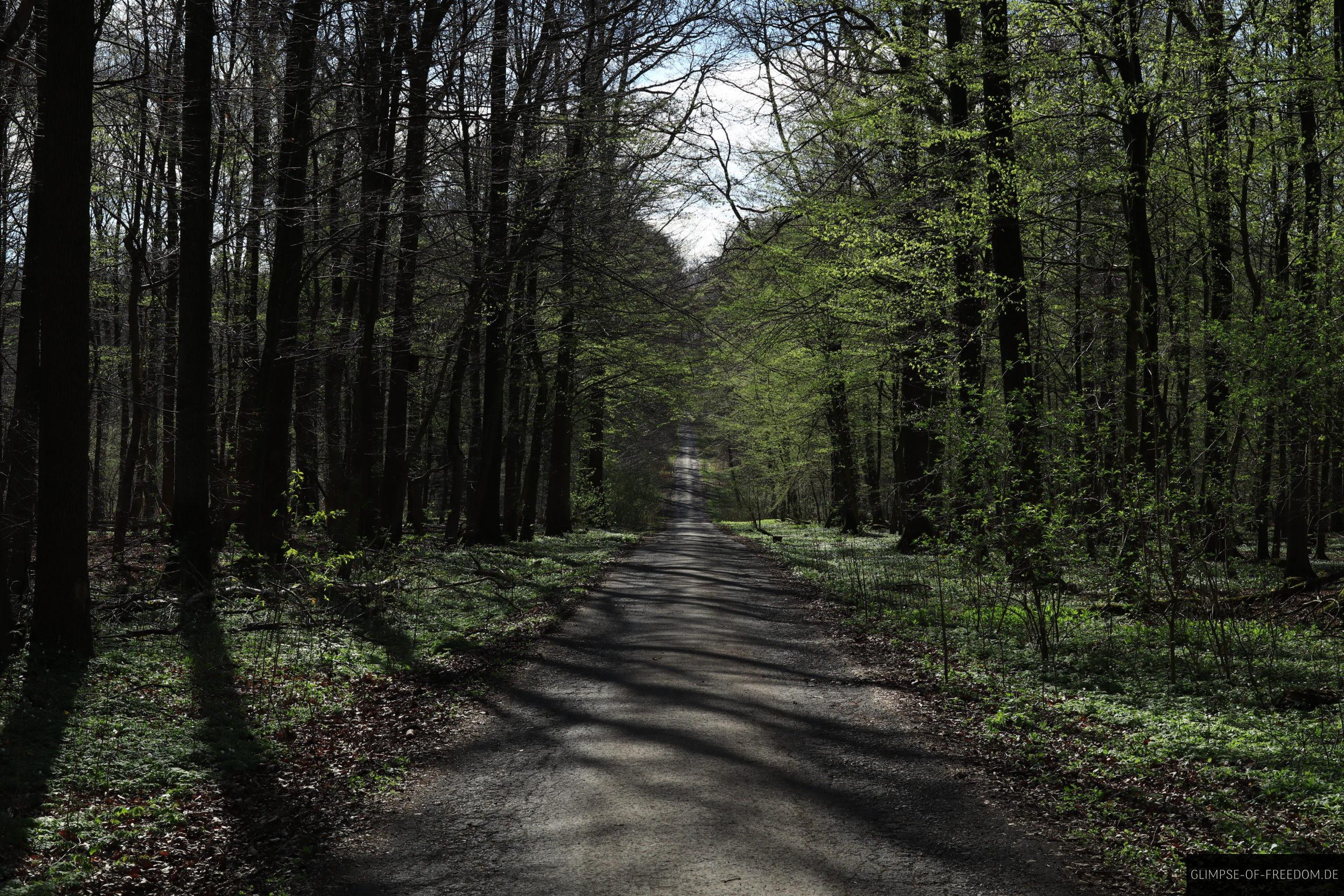 Waldweg im Hohenstein Wald Suentel scaled Waldweg im Hohenstein-Wald Süntel