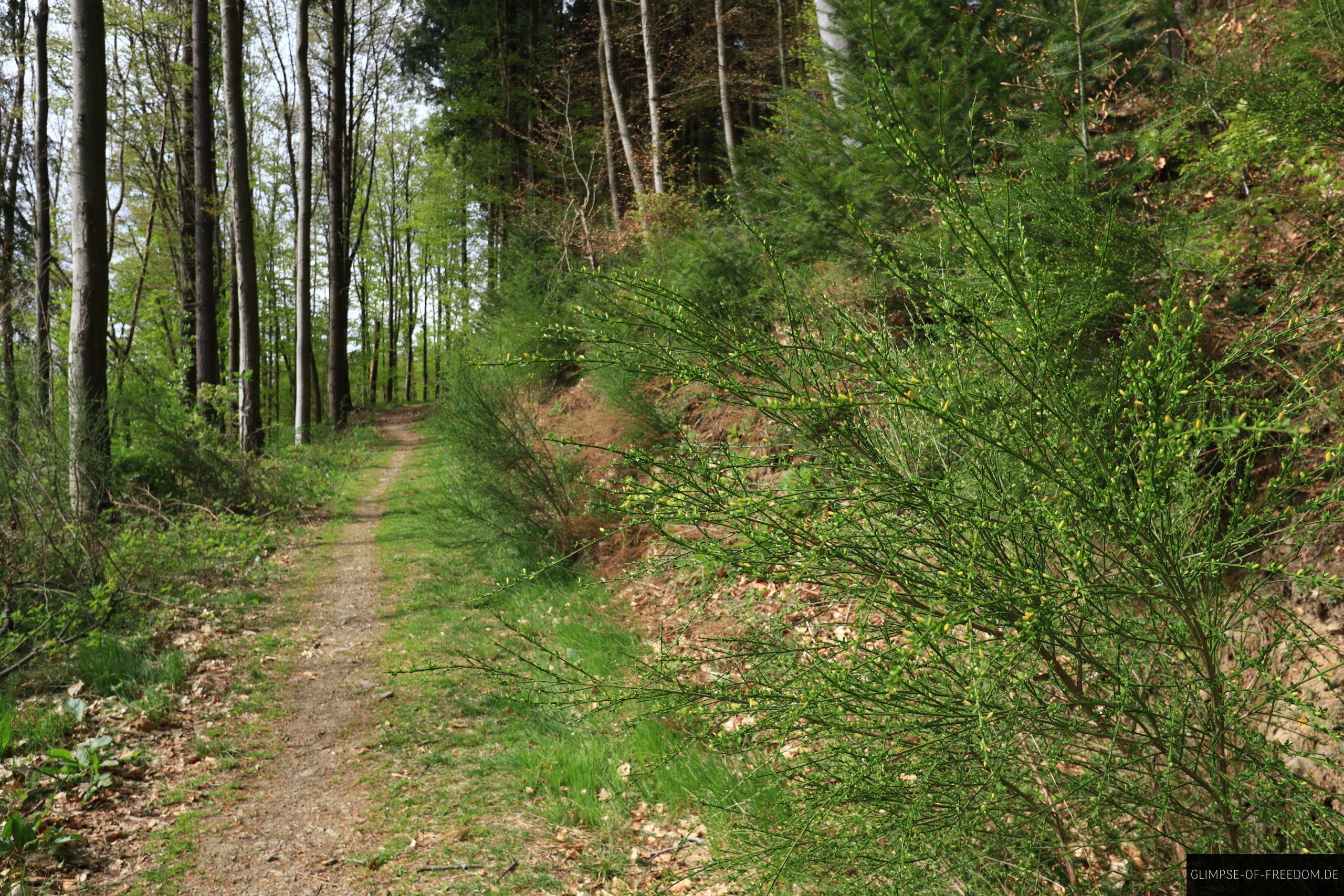Waldweg nach dem Start der Tour scaled Waldweg nach dem Start der Tour