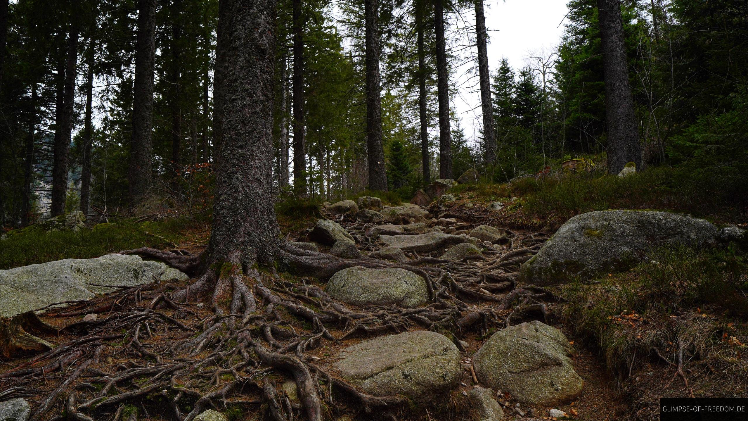 Waldweg voller Wurzeln Waldweg voller Wurzeln