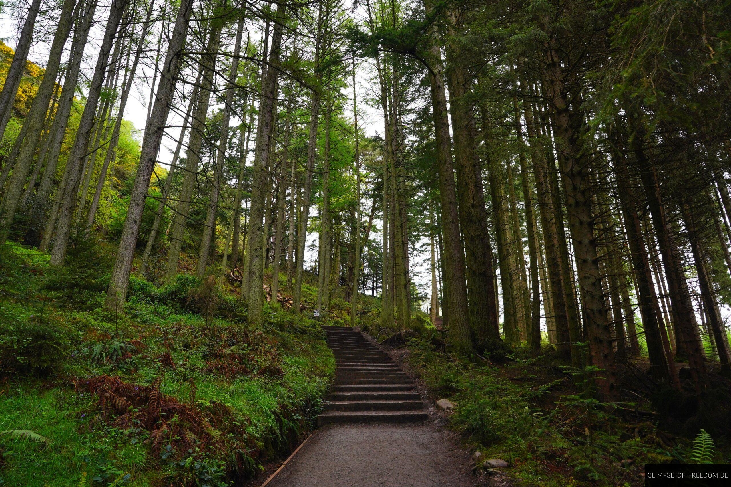Waldweg vom Loch Lomond zum Conic Hill scaled Waldweg vom Loch Lomond zum Conic Hill