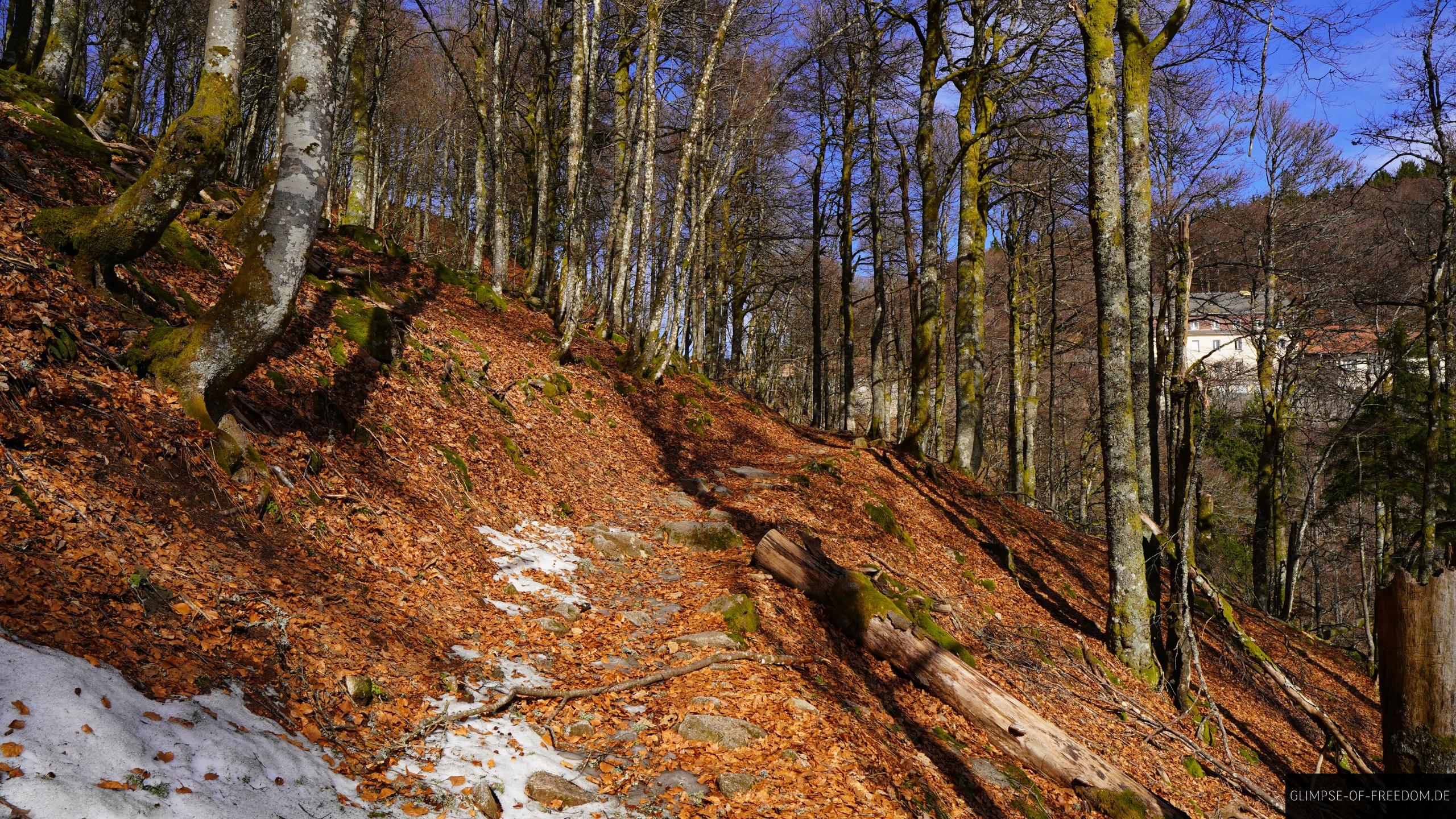 Waldweg von Col de la Schlucht zu Sentir des Roches Waldweg von Col de la Schlucht zu Sentir des Roches