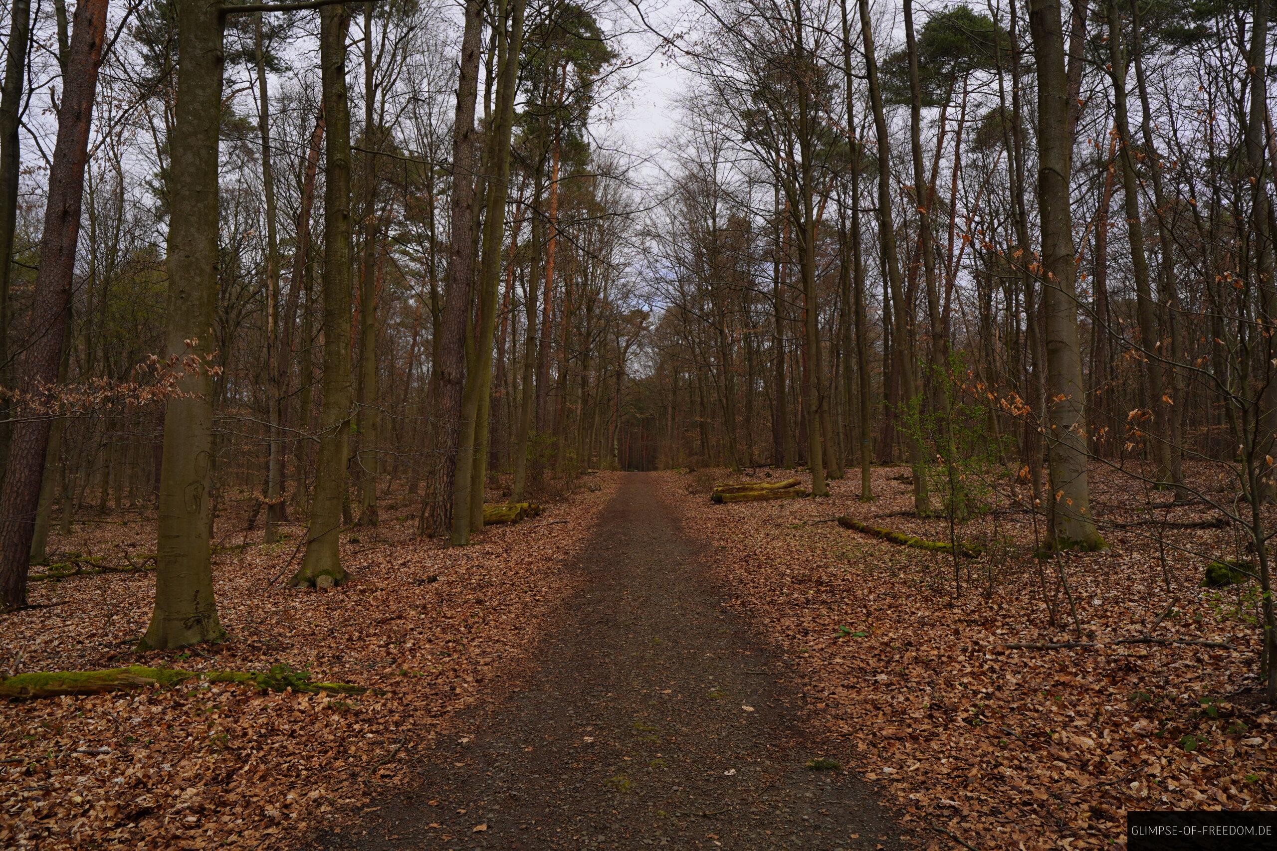 Waldweg zum Oberwaldsee in Hessen scaled Waldweg zum Oberwaldsee in Hessen