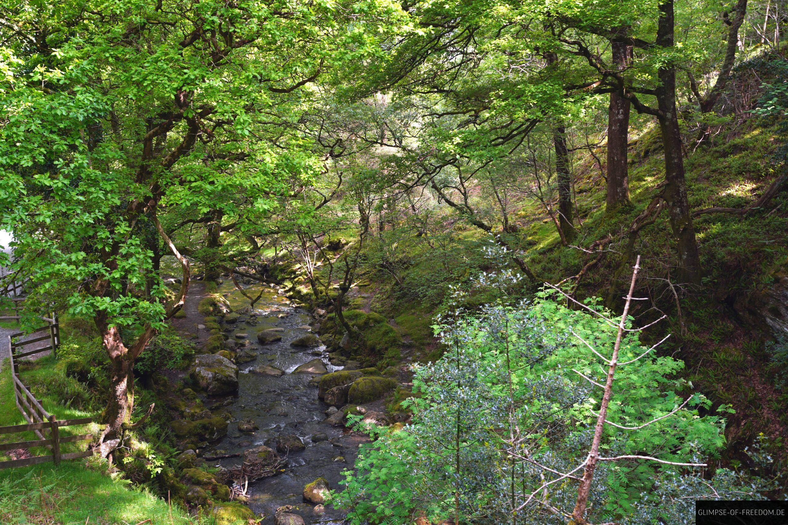 Waldweg zum Poulanass Waterfall scaled Waldweg zum Poulanass Waterfall