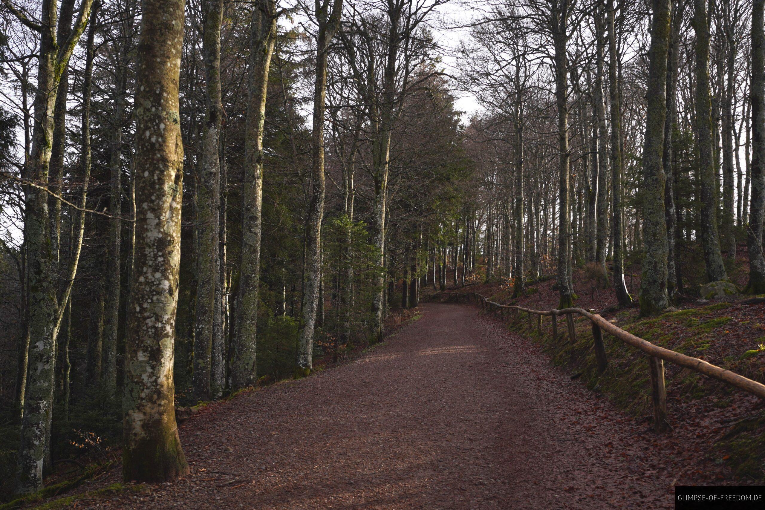 Waldweg zum Schauinsland Gipfel scaled Waldweg zum Schauinsland Gipfel