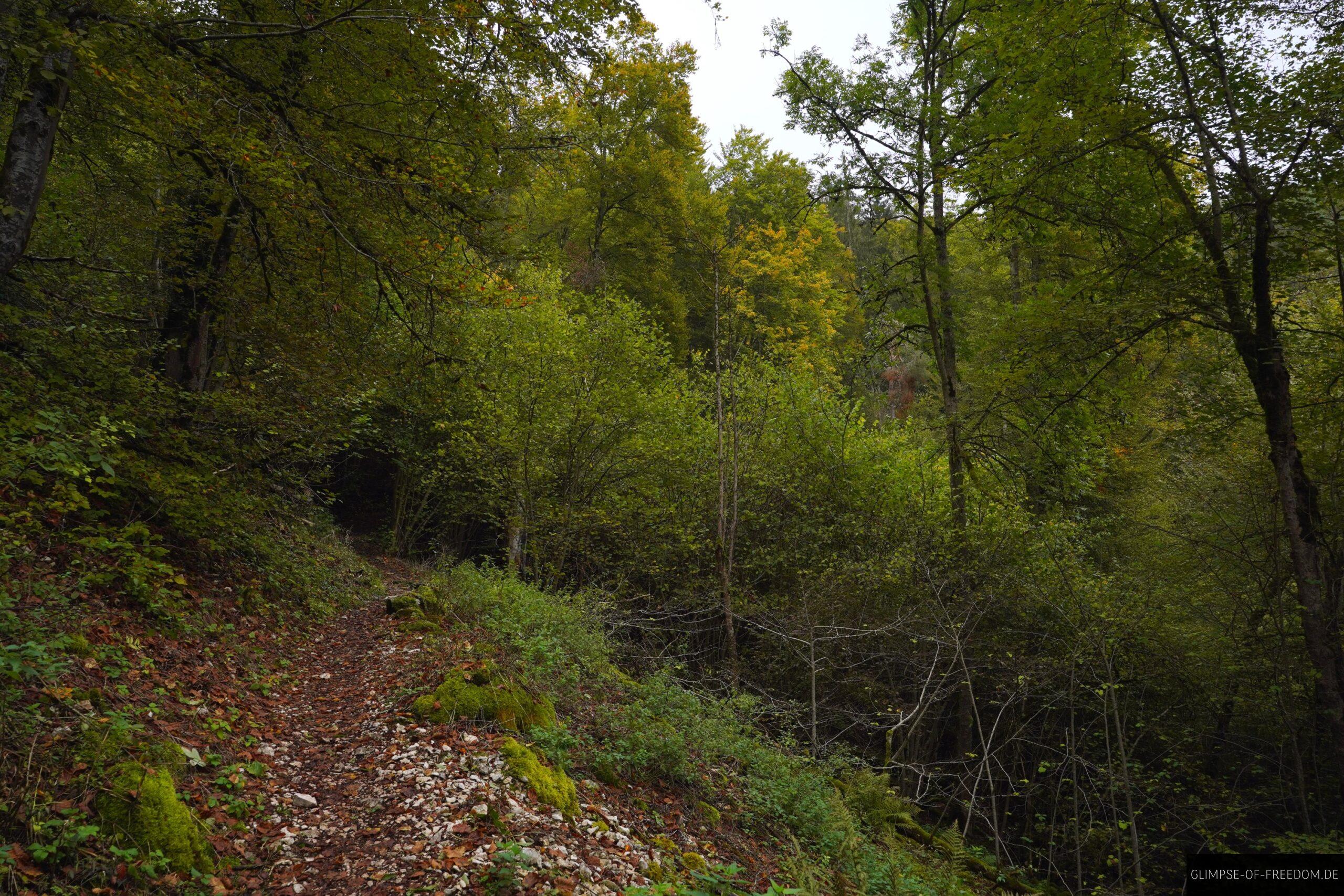 Waldweg zum Teufelslochfelsen scaled Waldweg zum Teufelslochfelsen