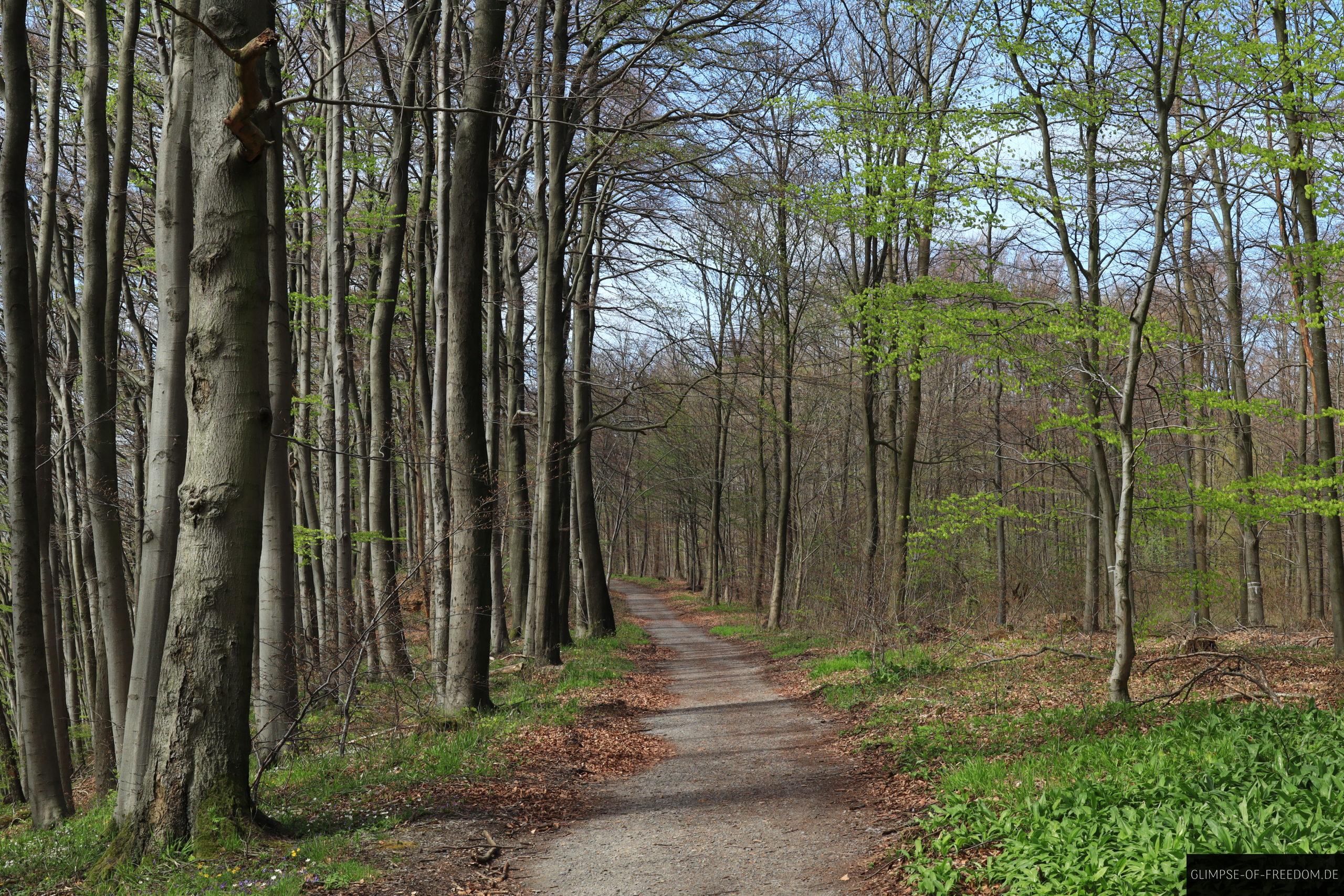 Waldwege durch den Wald bei Hessisch Oldendorf scaled Waldwege durch den Wald bei Hessisch Oldendorf