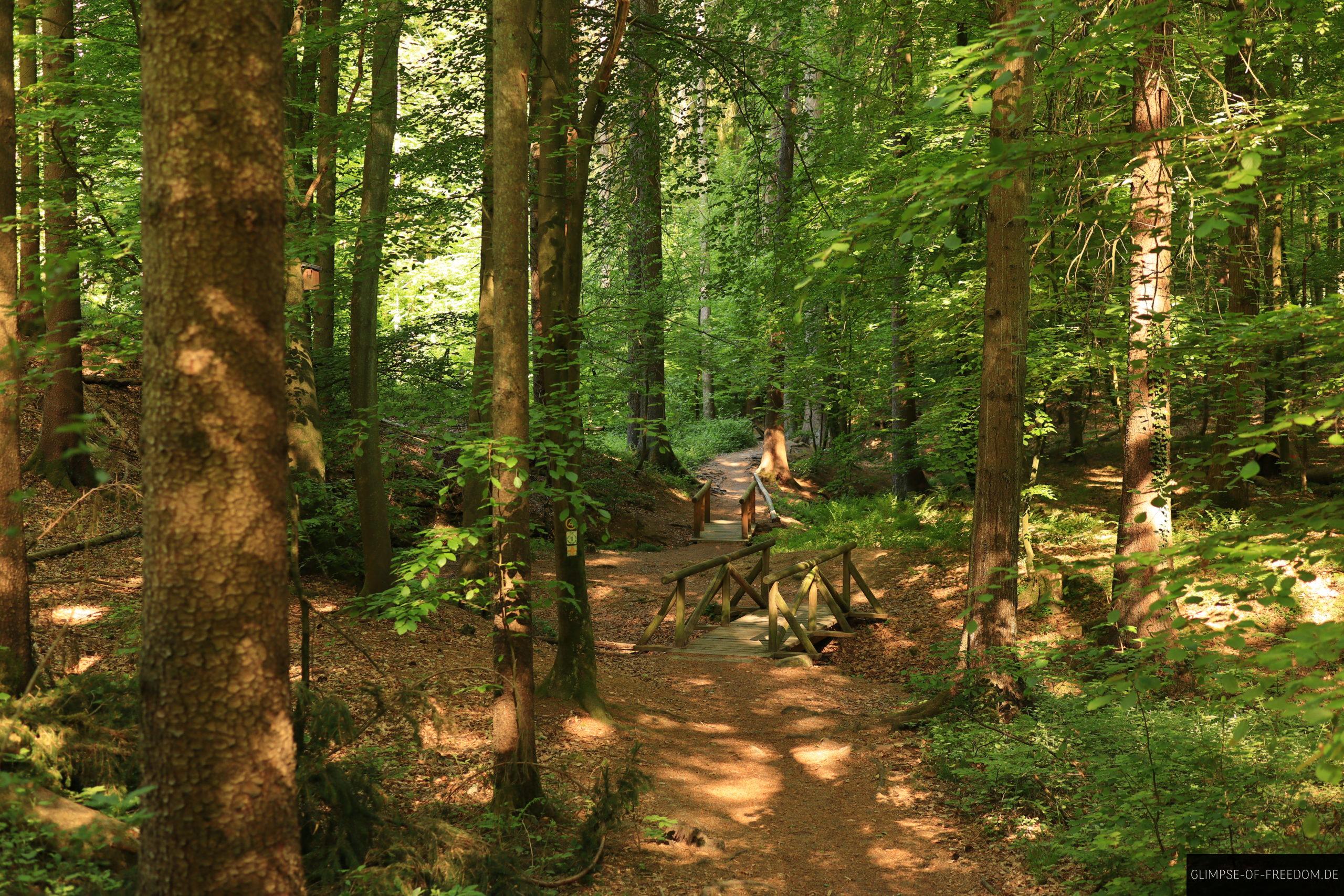 Waldwege mit Bruecken in der Obrunnschlucht scaled Waldwege mit Bruecken in der Obrunnschlucht