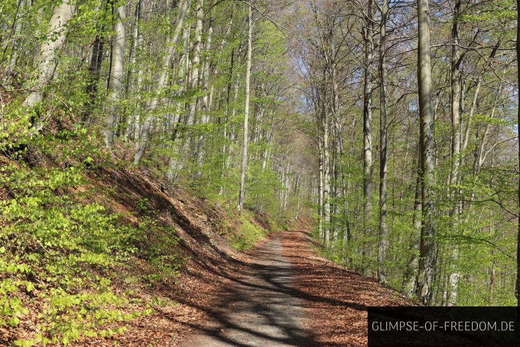 Waldwege nahe der Hohensteinklippen in Niedersachsen Waldwege nahe der Hohensteinklippen in Niedersachsen