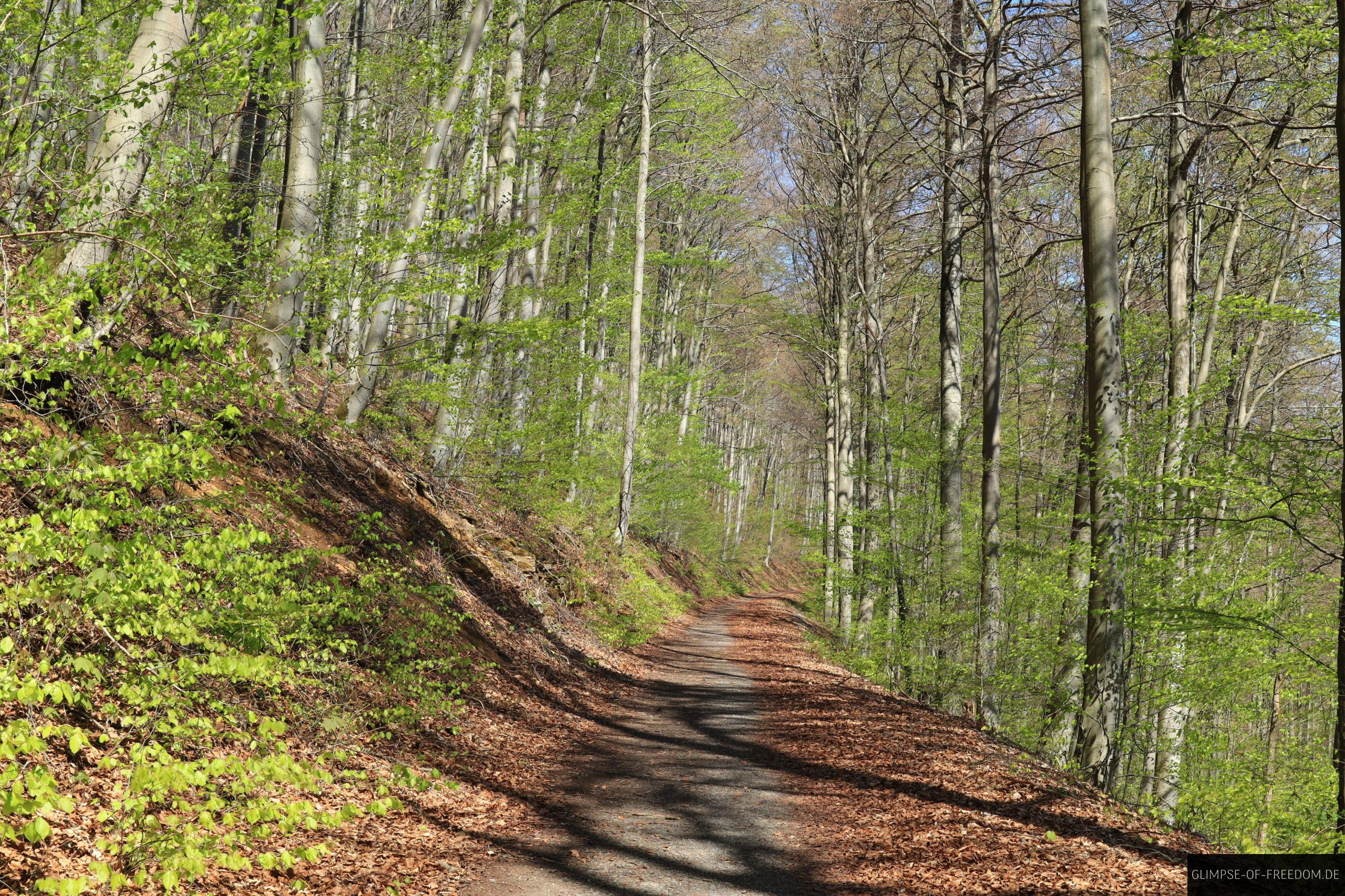 Waldwege nahe der Hohensteinklippen in Niedersachsen scaled Waldwege nahe der Hohensteinklippen in Niedersachsen