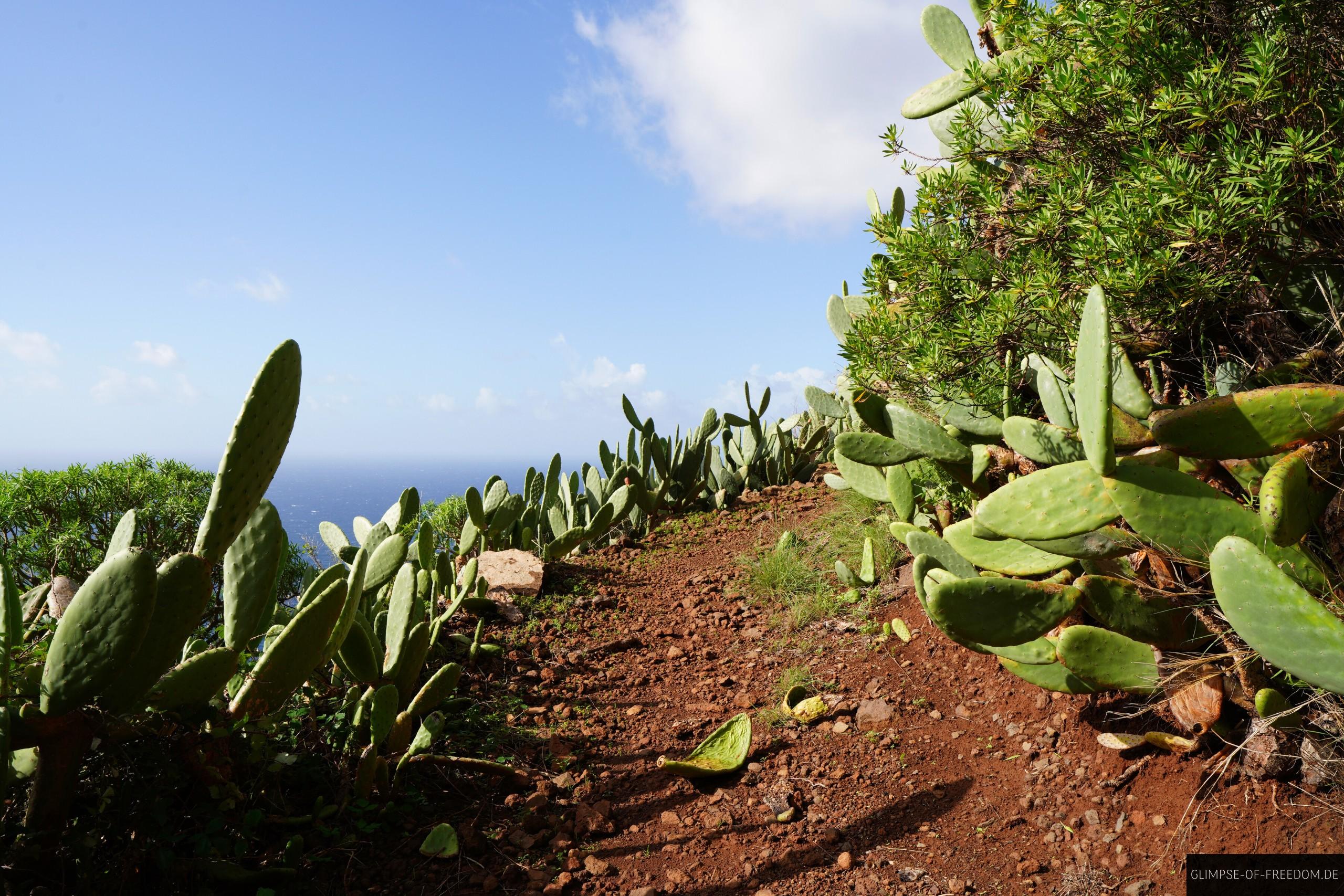 Wandern auf einem idyllischen Madeira Küstenweg