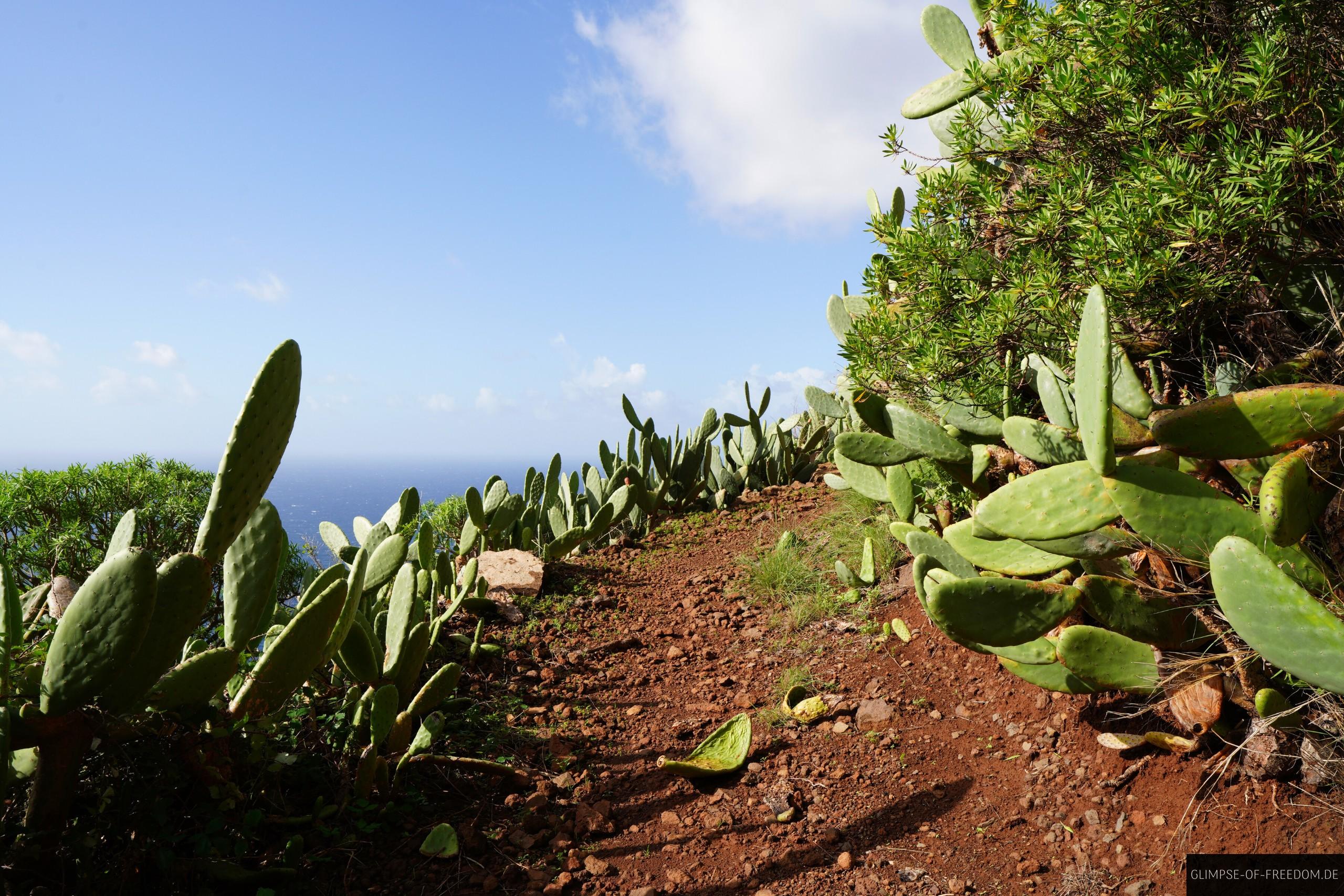 Wandern auf einem idyllischen Madeira Kuestenweg Wandern auf einem idyllischen Madeira Küstenweg