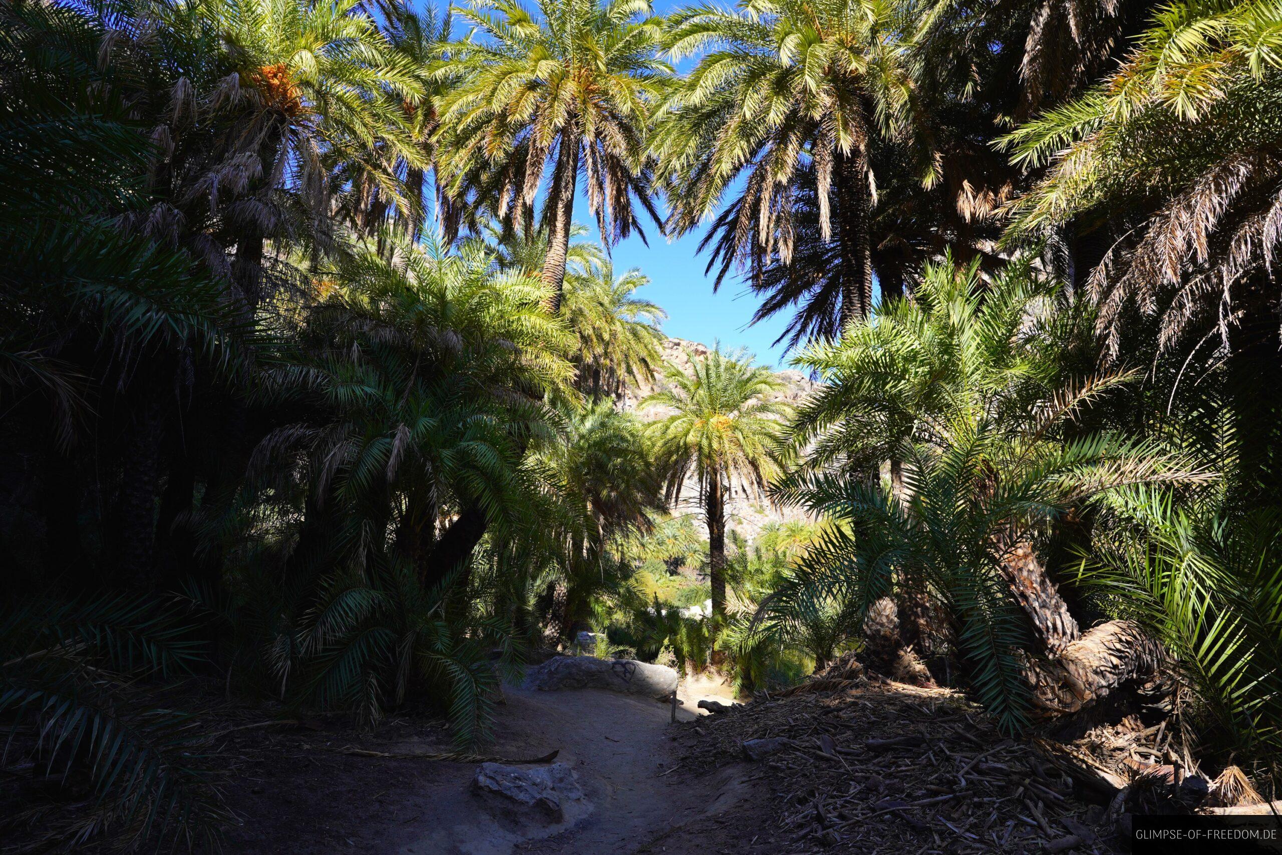 Wandern umgeben von Palmen scaled Wandern umgeben von Palmen