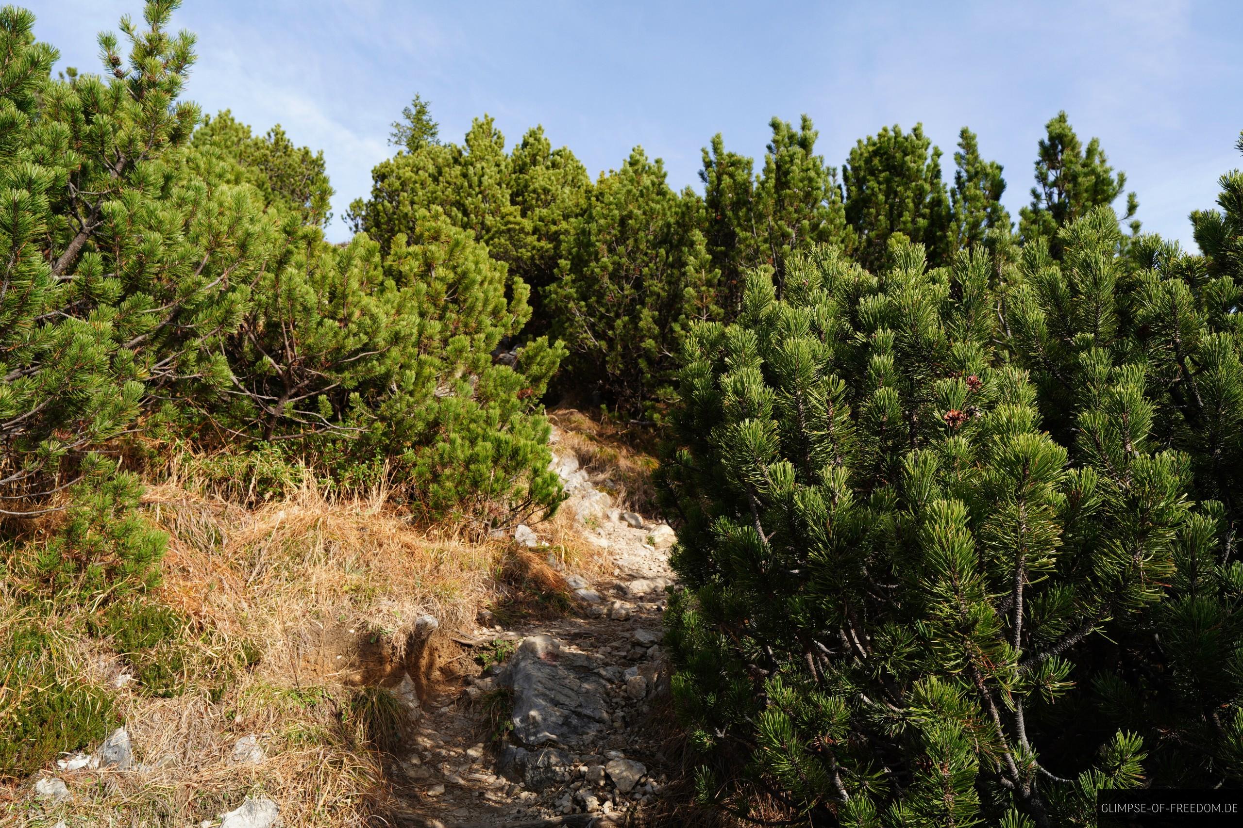 Wandern zur Scheinbergspitze in den Ammergauer Alpen Wandern zur Scheinbergspitze in den Ammergauer Alpen
