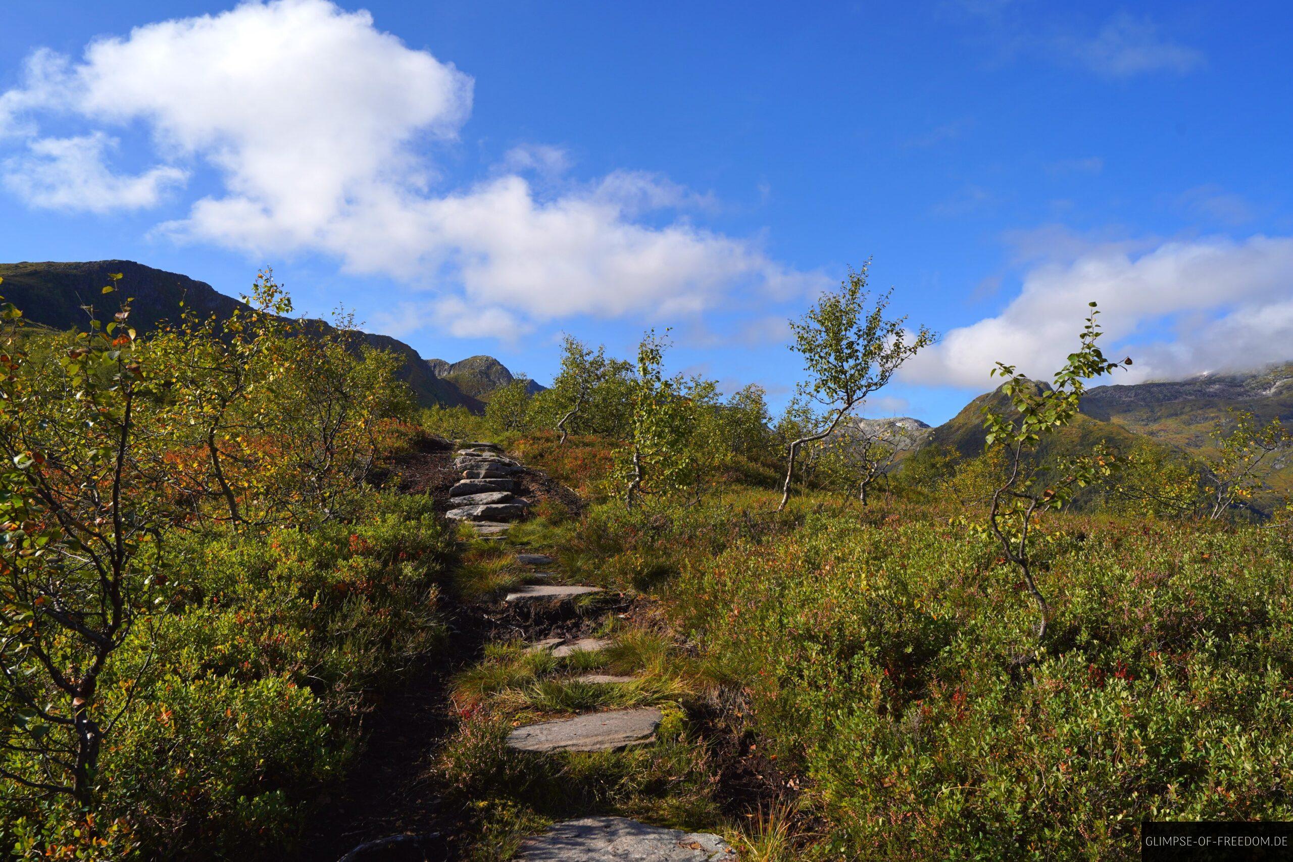 Wandern zwischen Blaubeerstraeuchern scaled Wandern zwischen Blaubeersträuchern
