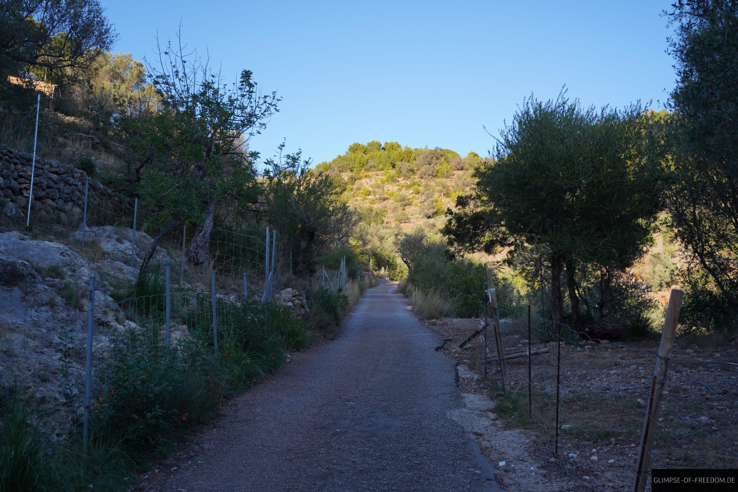 Wanderung durch Oliven Plantagen bei Port de Soller scaled Wanderung durch Oliven Plantagen bei Port de Soller