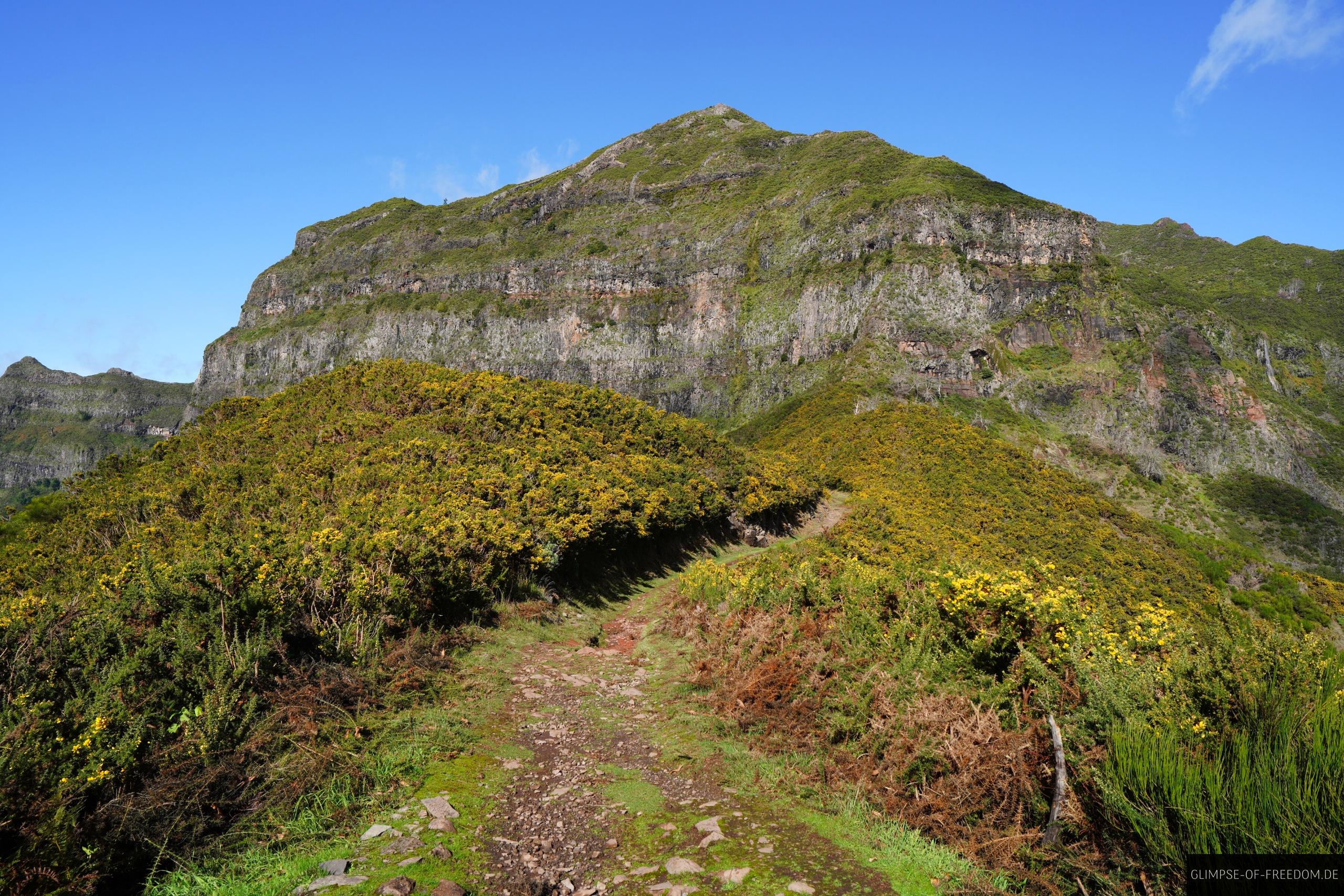 Wanderung zum Pico Grande durch gelbe Blueten Wanderung zum Pico Grande durch gelbe Blüten