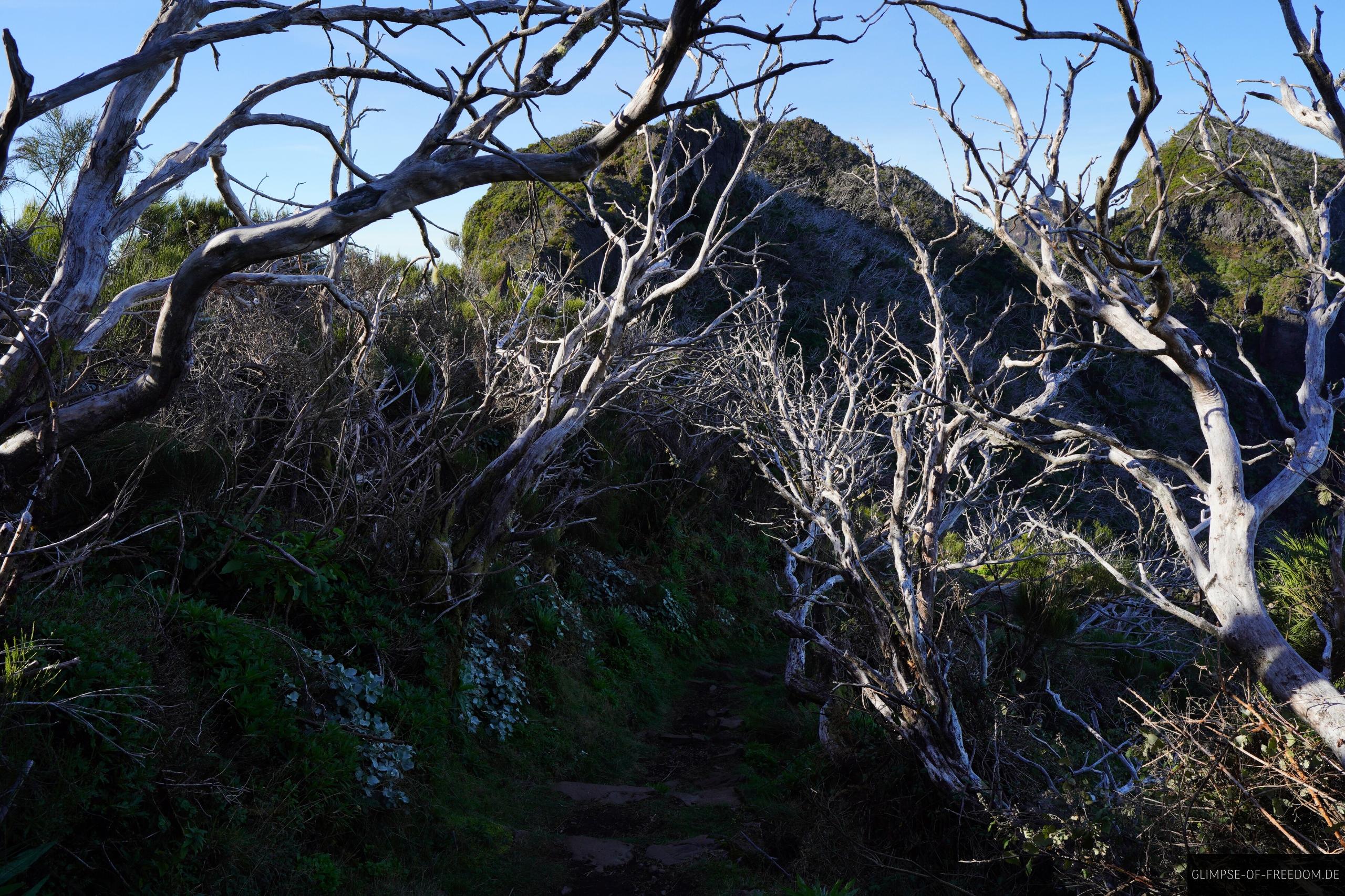 Wanderweg durch die weissen Baeume Wanderweg durch die weißen Bäume