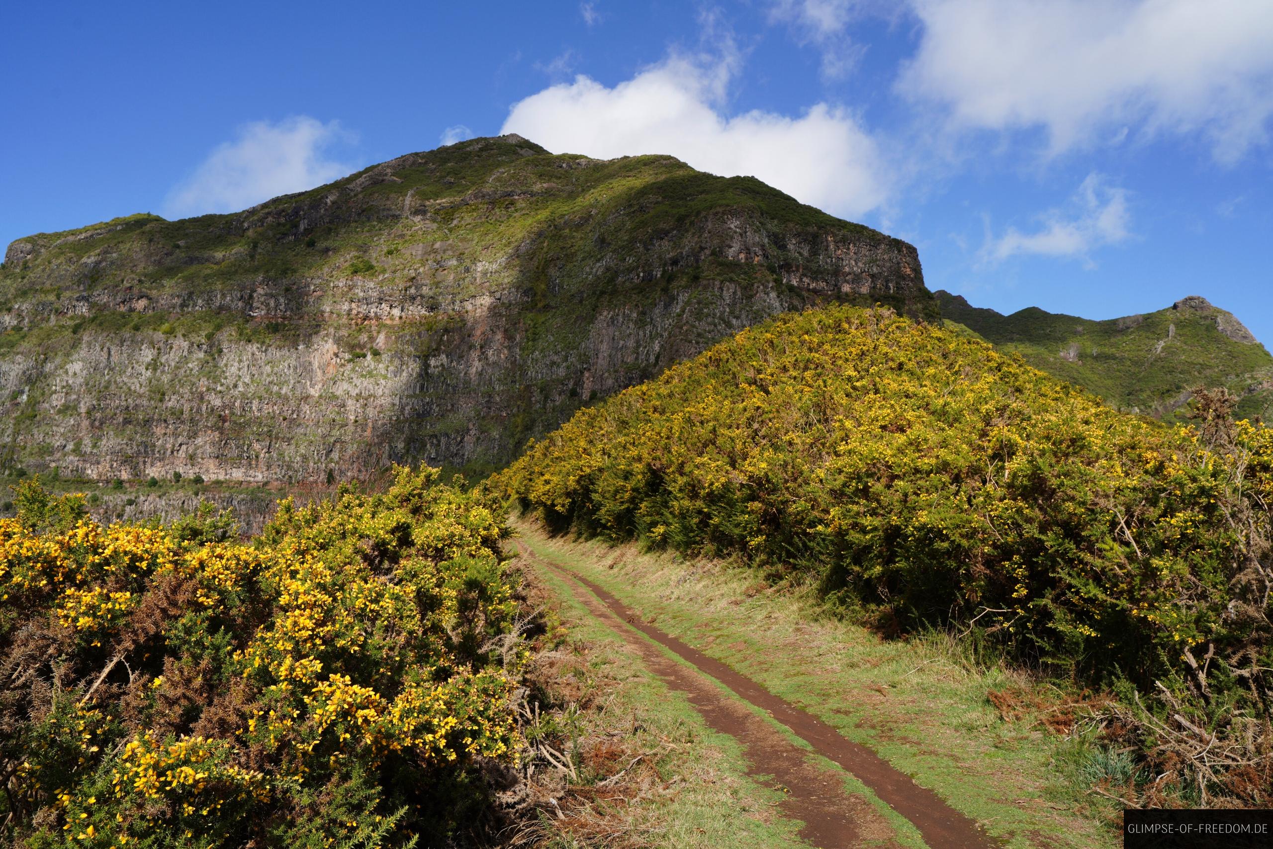 Wanderweg durch gelbe Pflanzenwelt Wanderweg durch die gelbe Pflanzenwelt