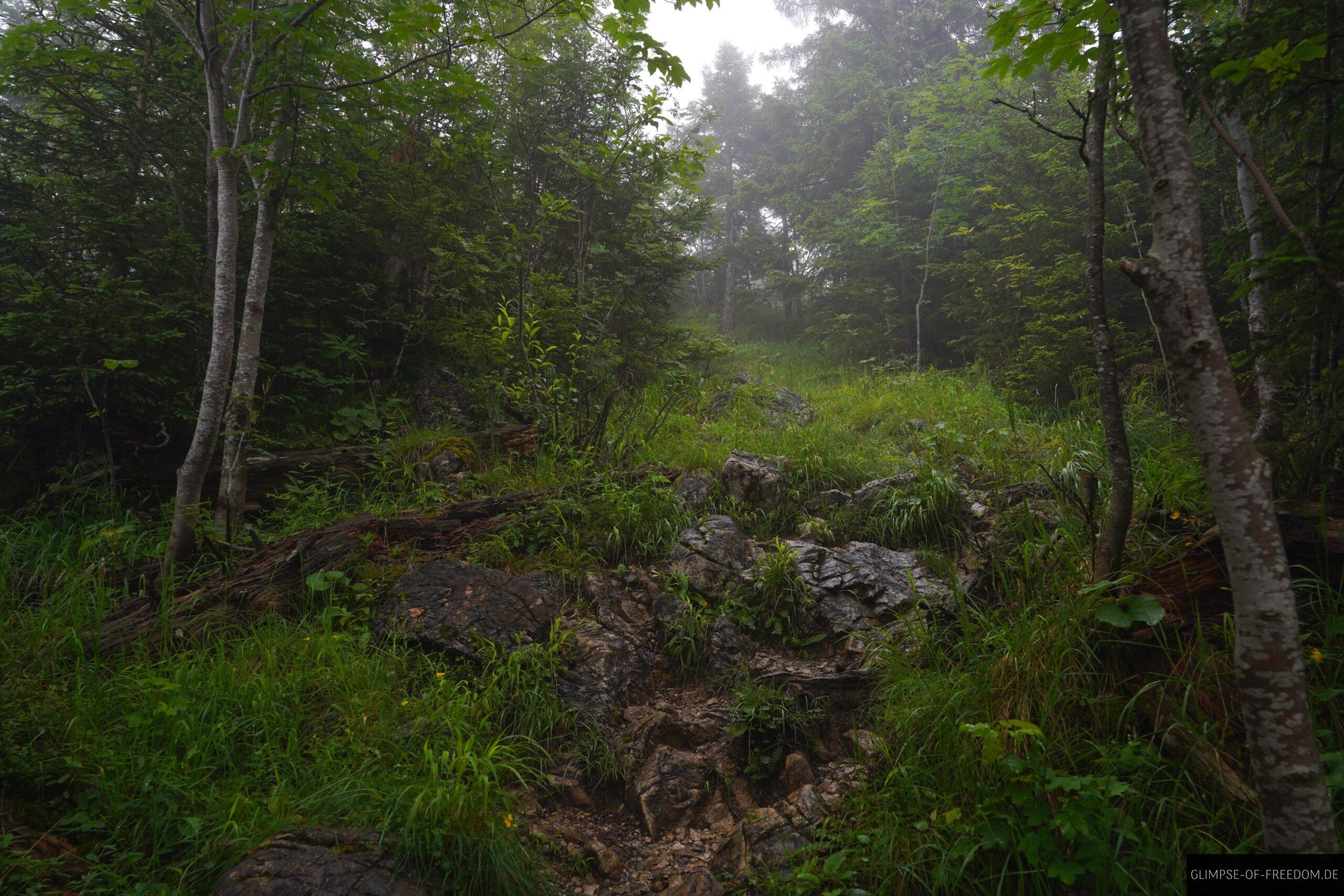 Wanderweg ueber Stock und Stein scaled Wanderweg über Stock und Stein