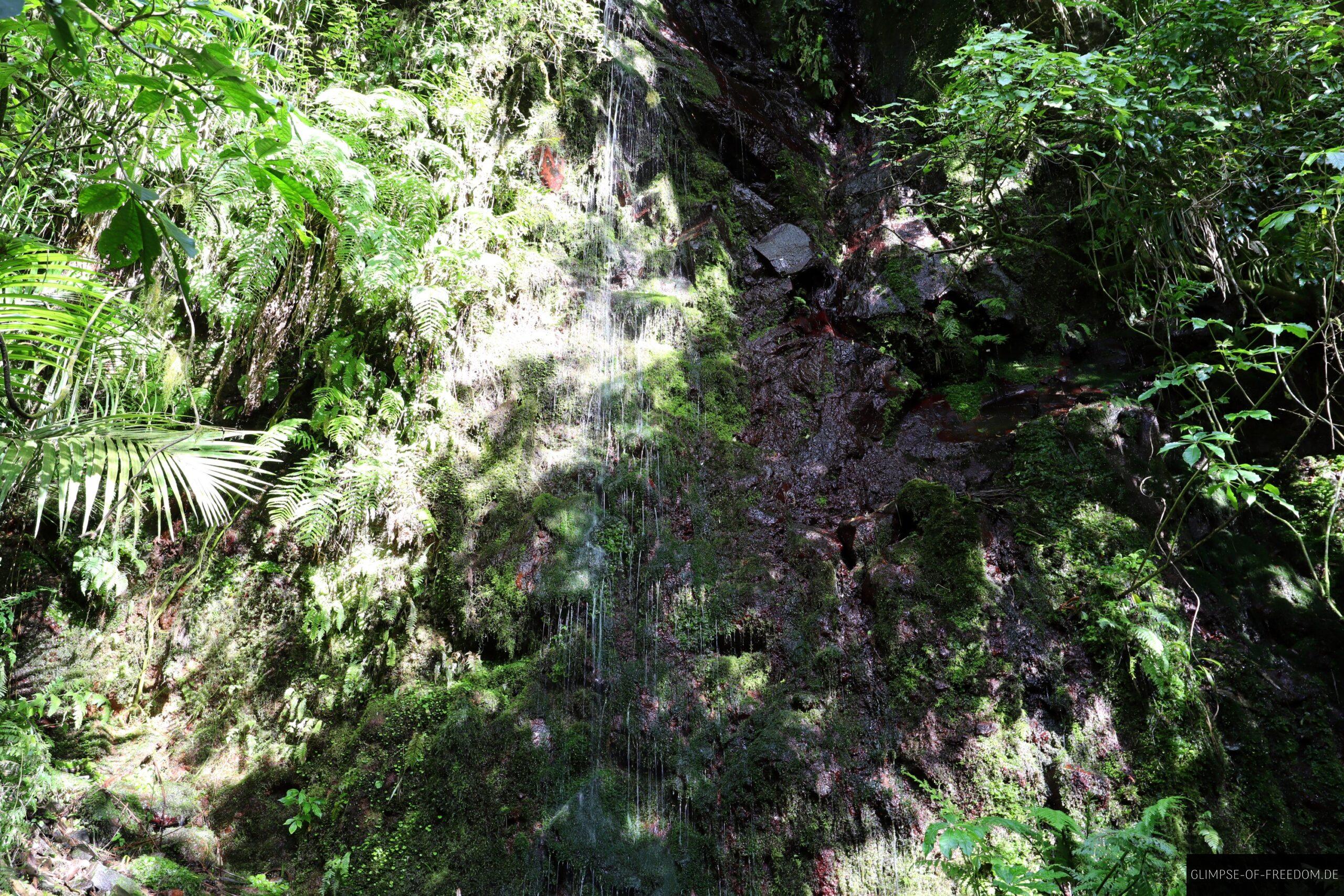 Wassertropfen im Dschungel Neuseelands scaled Wassertropfen im Dschungel Neuseelands