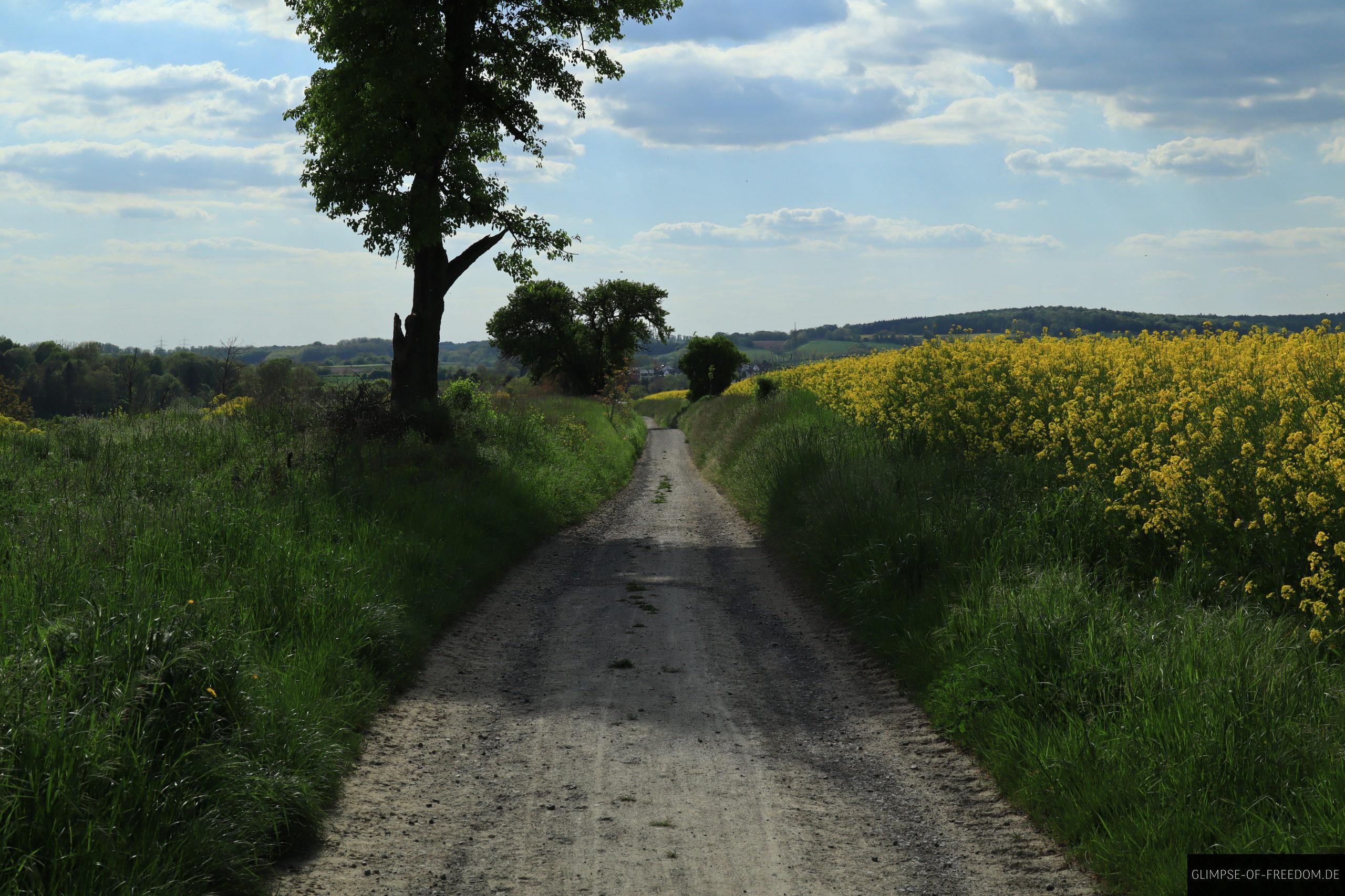 Weg entlang der Rapsfelder scaled Weg entlang der Rapsfelder