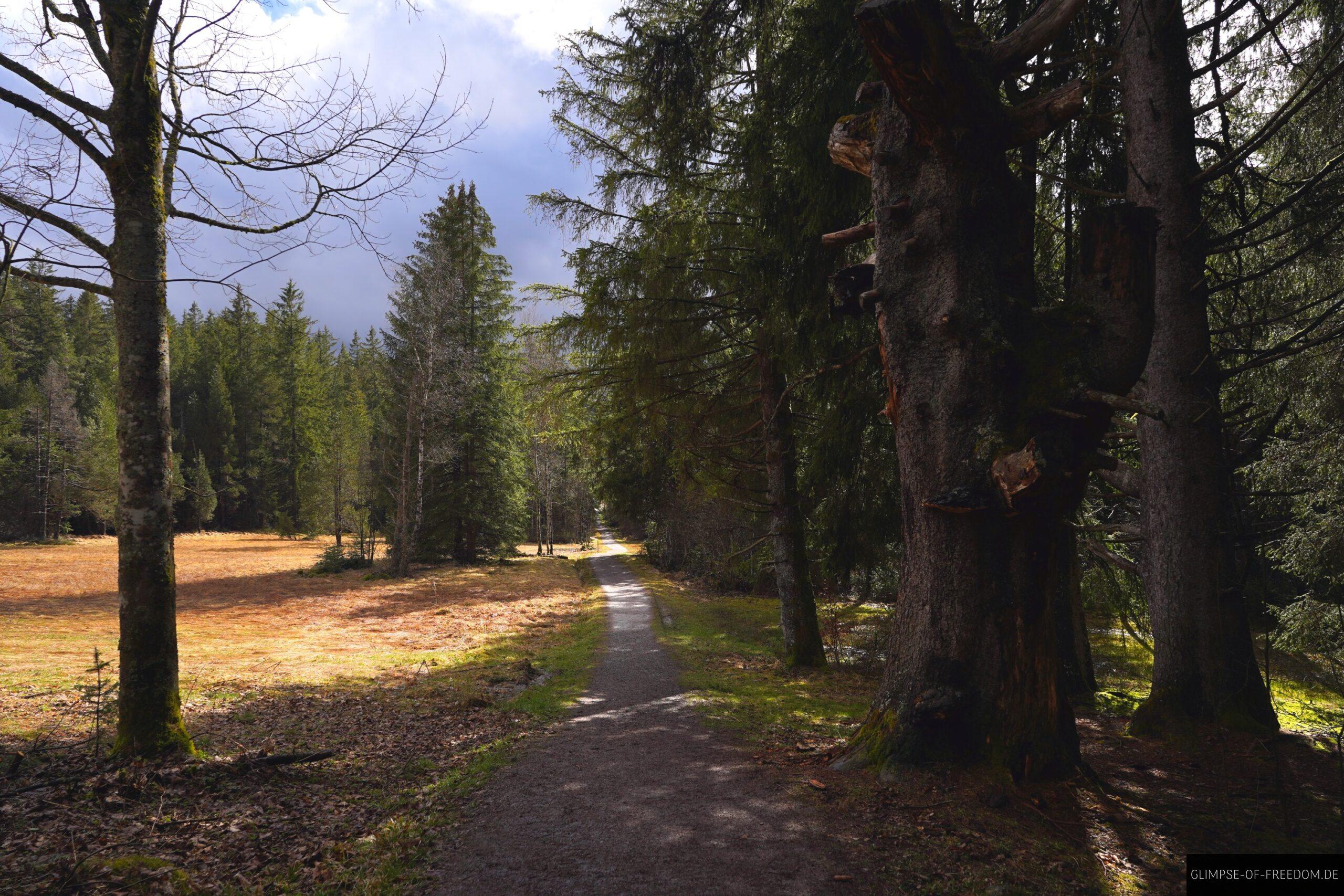 Weg in das Hinterzartener Hochmoor scaled Weg in das Hinterzartener Hochmoor