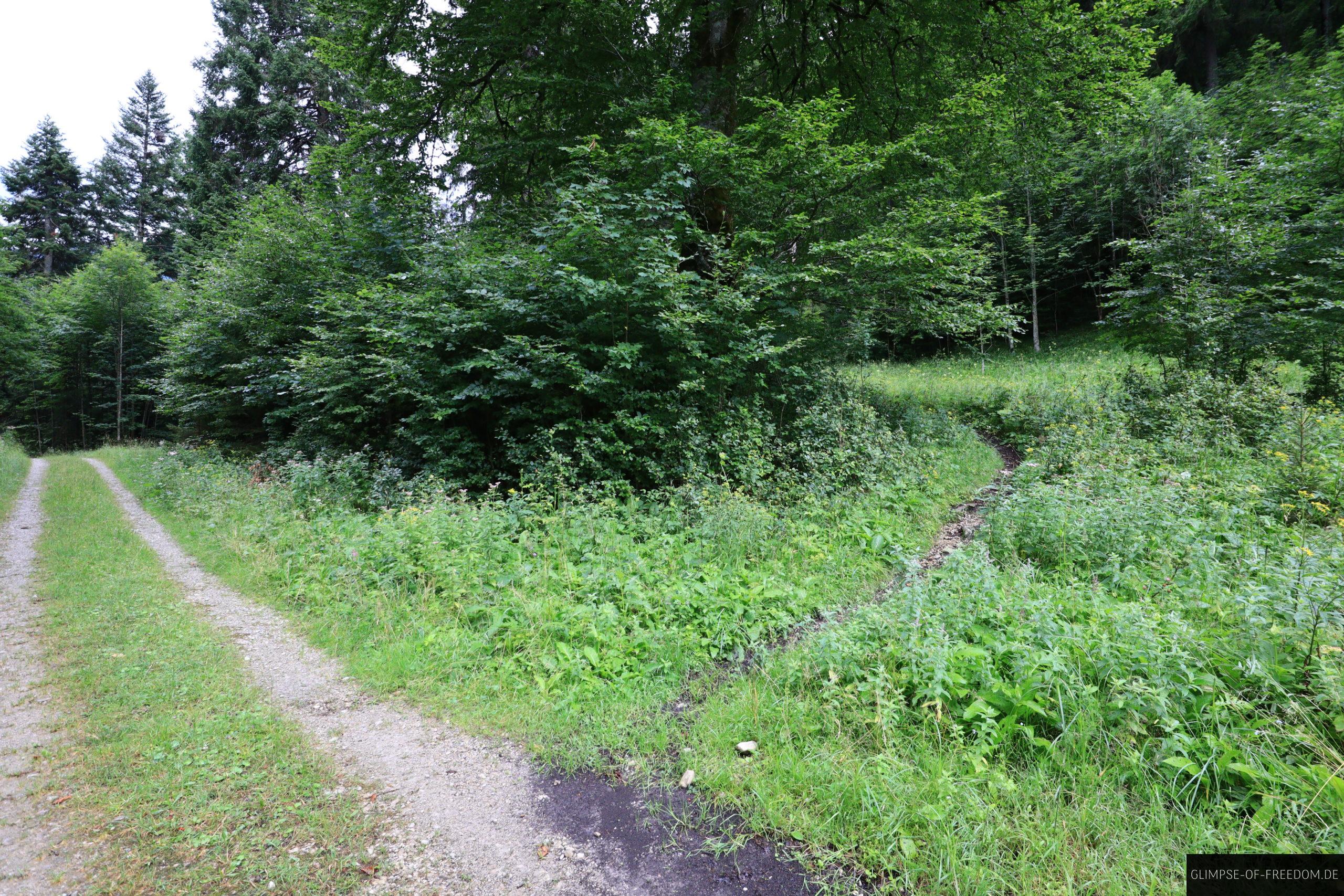 Weggabelung am Forstweg Fuerstenweg scaled Weggabelung am Forstweg Fürstenweg